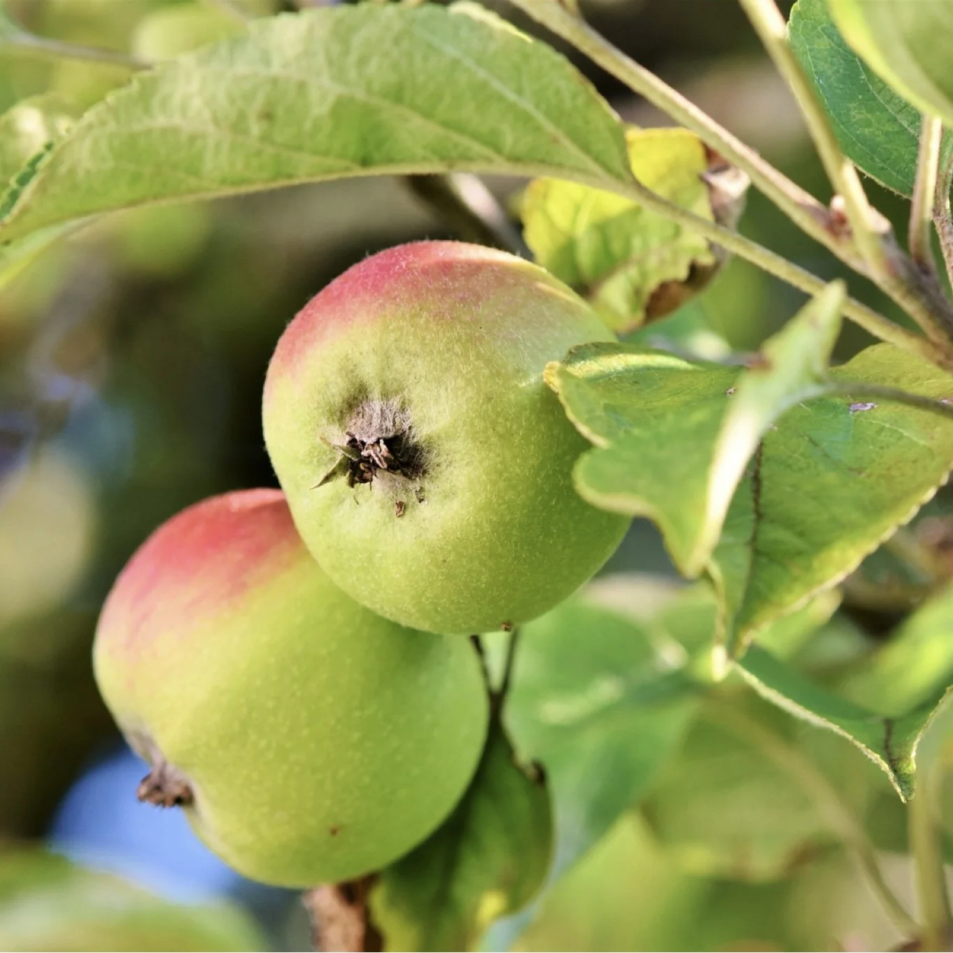 Low-hanging apples, symbolizing the easy, achievable daily habits that support bronchiectasis self-care