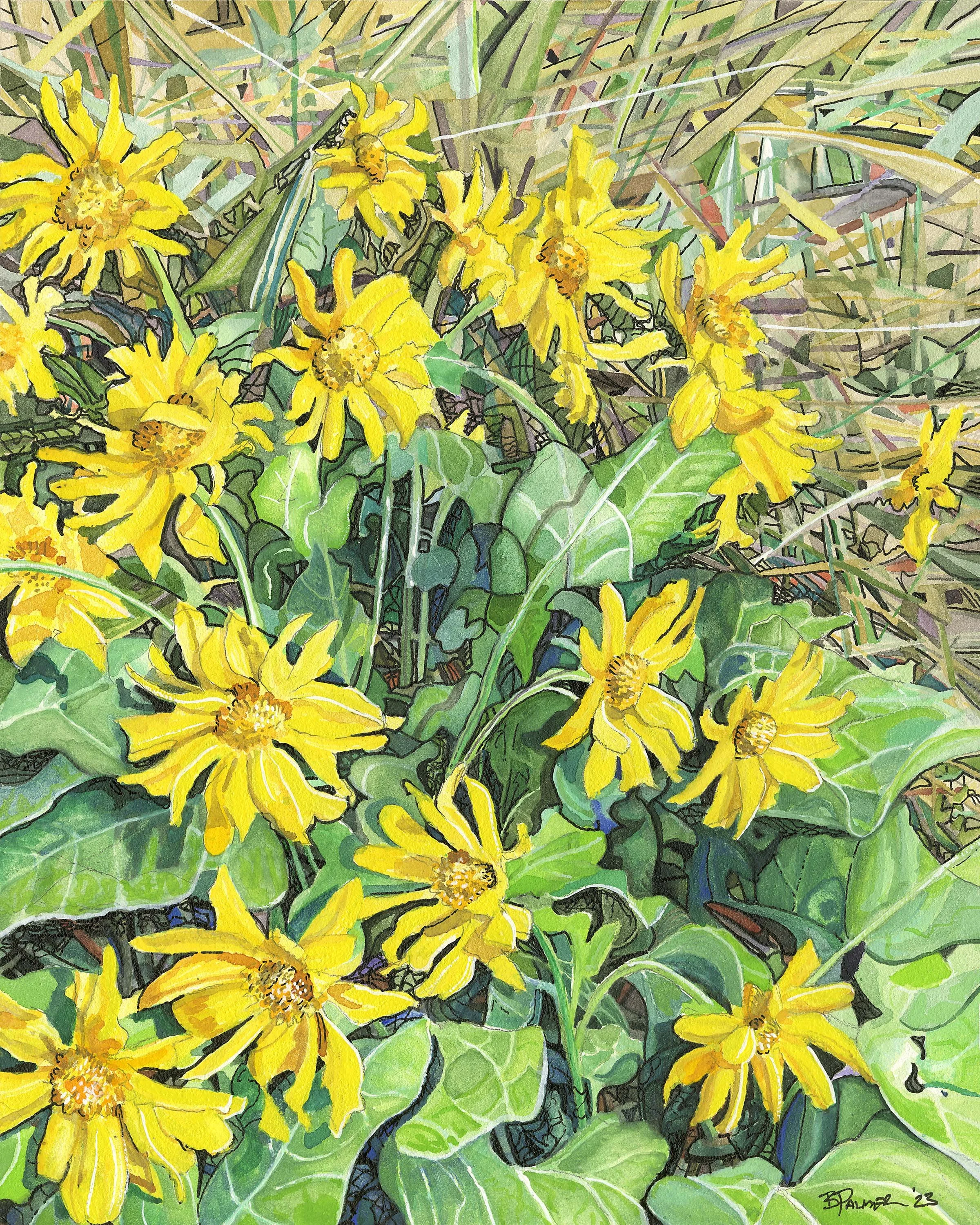 Mountain Daisies, 8x10 inch, Print