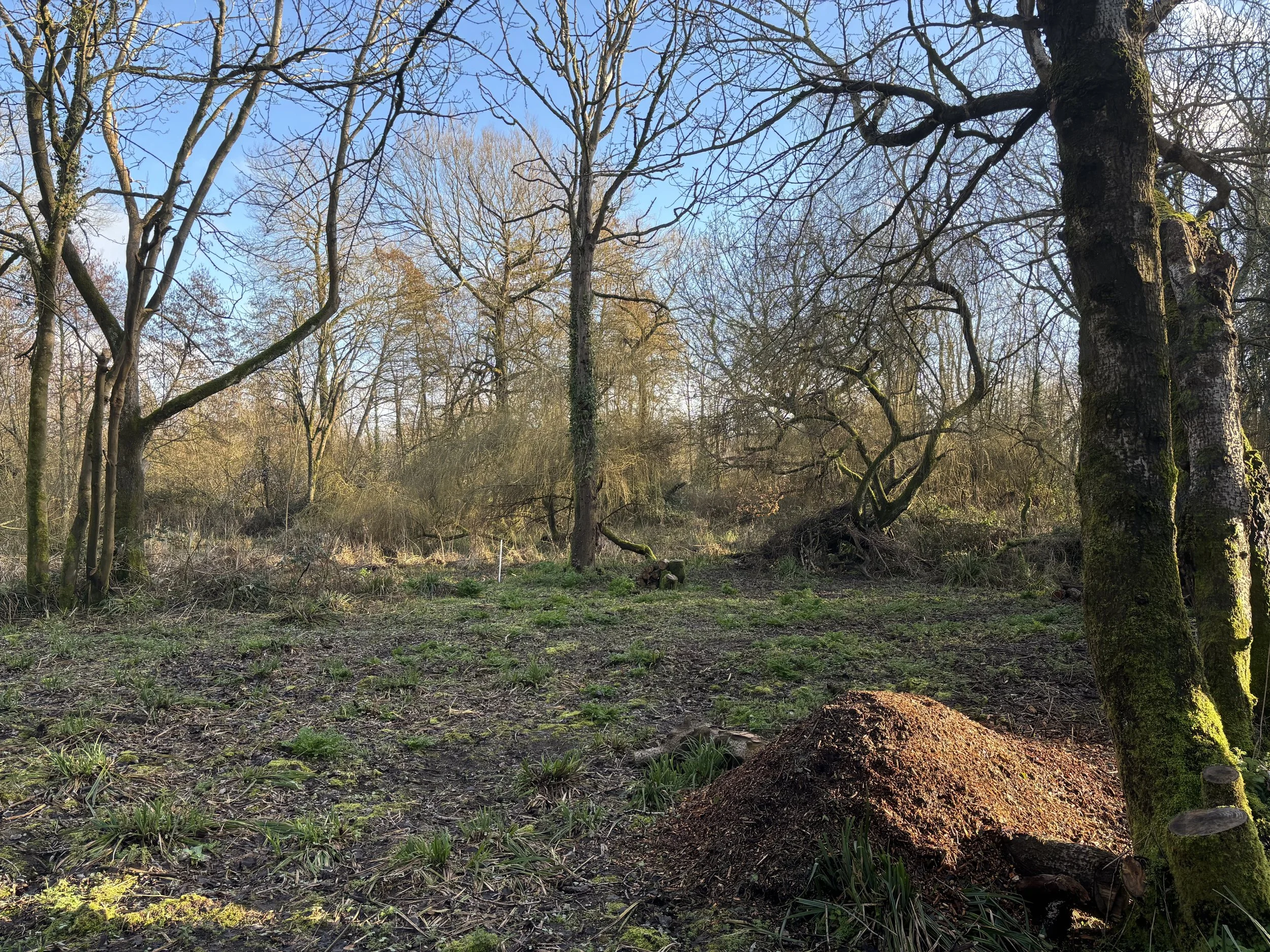 A clearing in the woods with slightly bumpy ground that still needs a bit of levelling