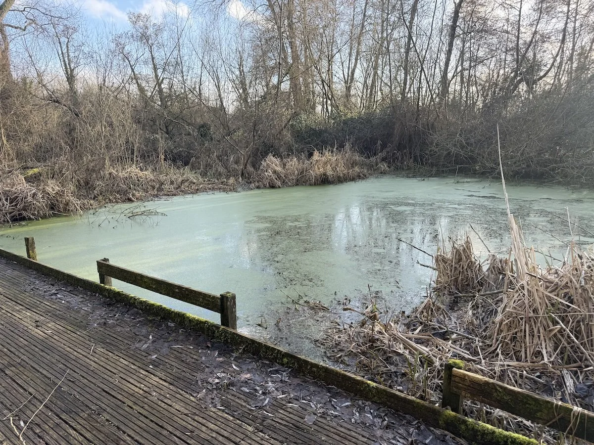 A wet boardwalk next to a pond with lots of weed and algae