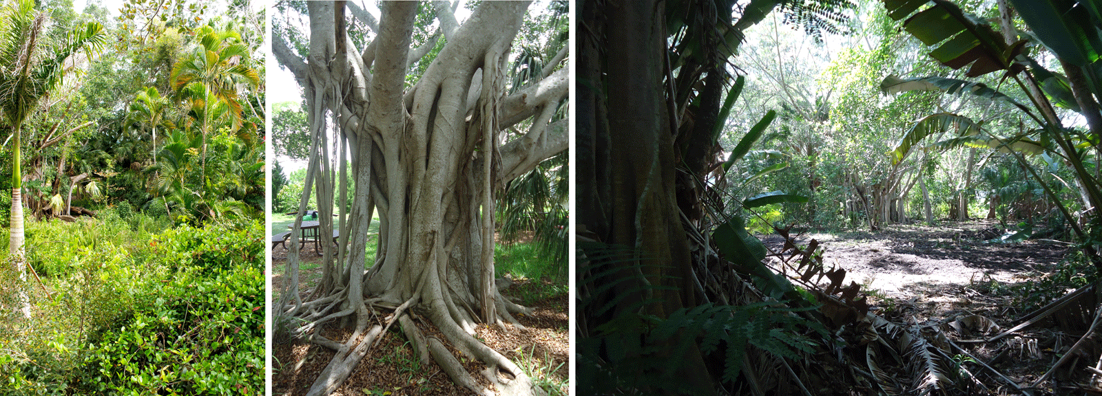 Protected Banyon trees in the preserve