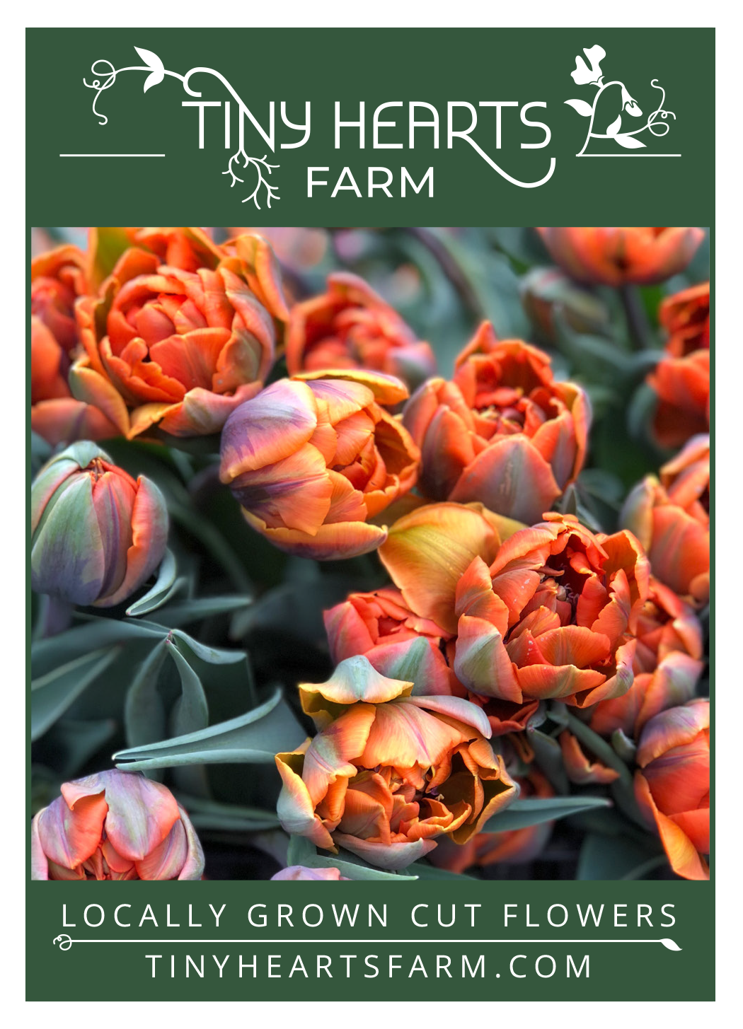 Brochure for Tiny Hearts Farm featuring a close-up photo of orange and pink tulip flowers and green leaves.