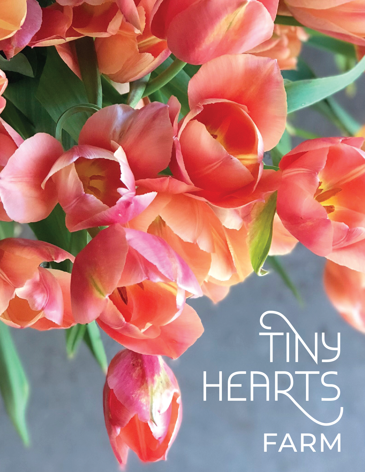 Close-up of pink and orange tulip flowers with green leaves, with white text reading 'Tiny Hearts Farm' in modern font.