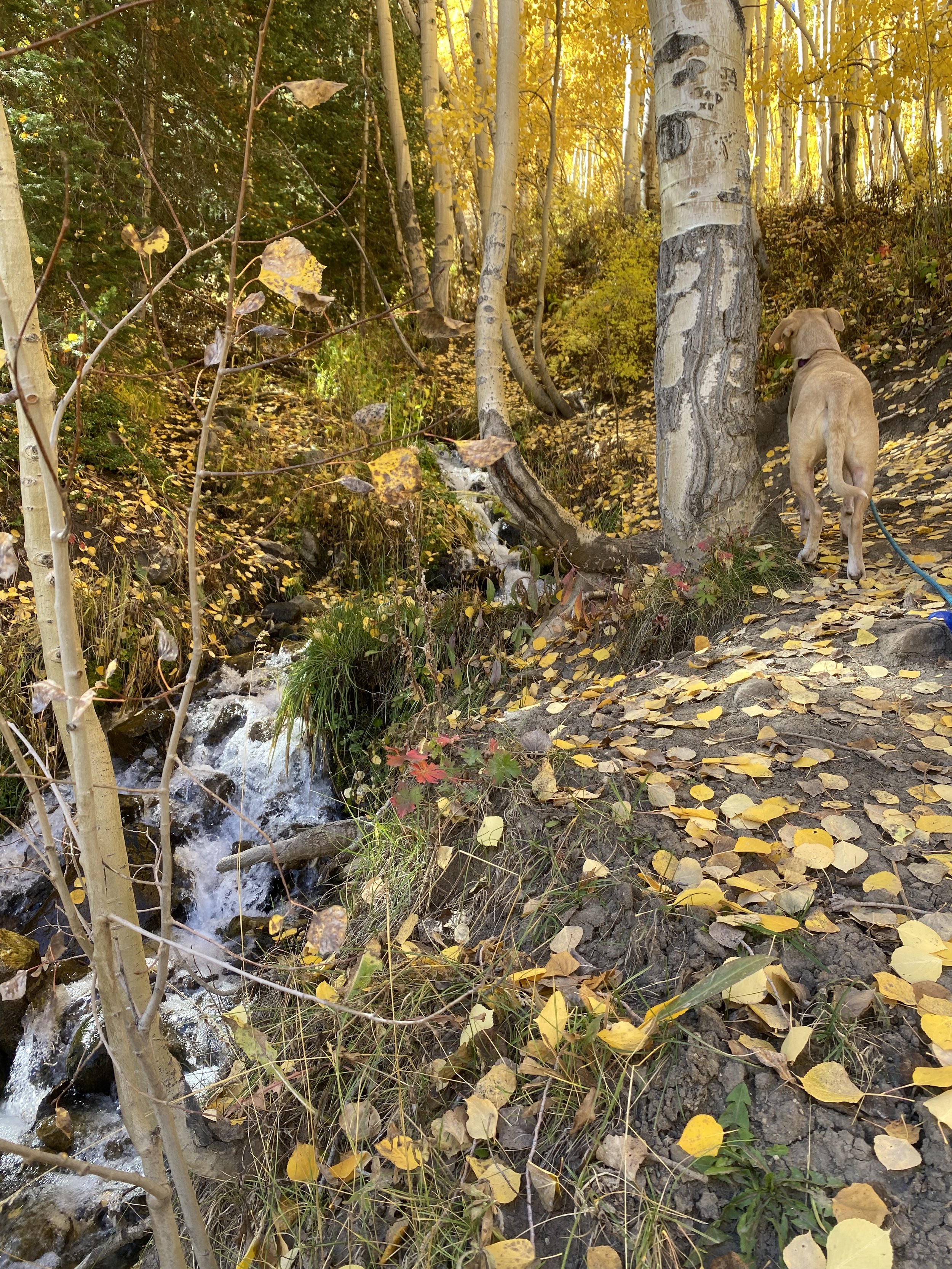 Ep. 8 | How Social Media Marketing Will Change in 2026 (and How Your Brand Can Actually Win)