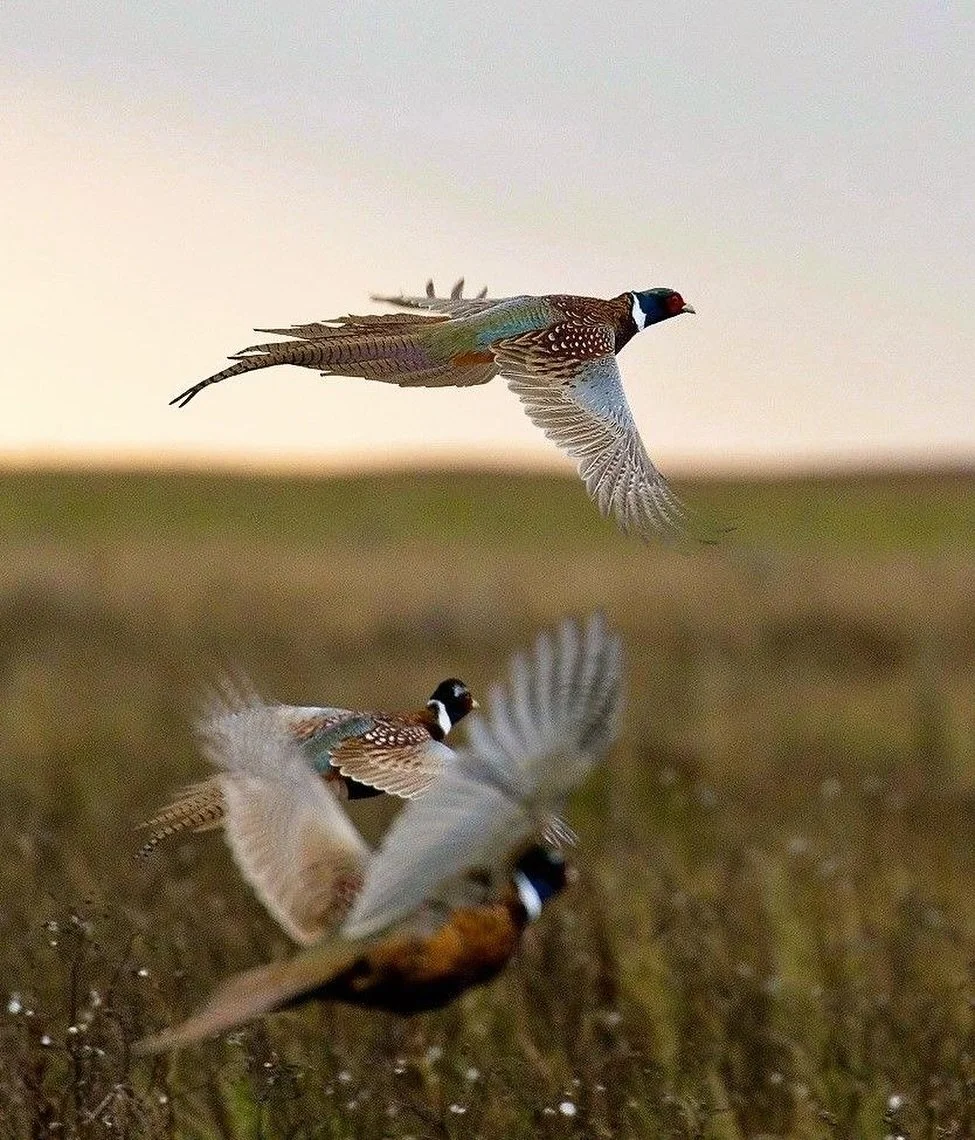 The moors come alive this time of year &mdash; here&rsquo;s a snap of pheasants taking flight at the start of the shooting season. 🪶🌾

Here are the local dates to note:
&bull; Grouse: 12 Aug &ndash; 10 Dec
&bull; Partridge: 1 Sept &ndash; 1 Feb
&bu