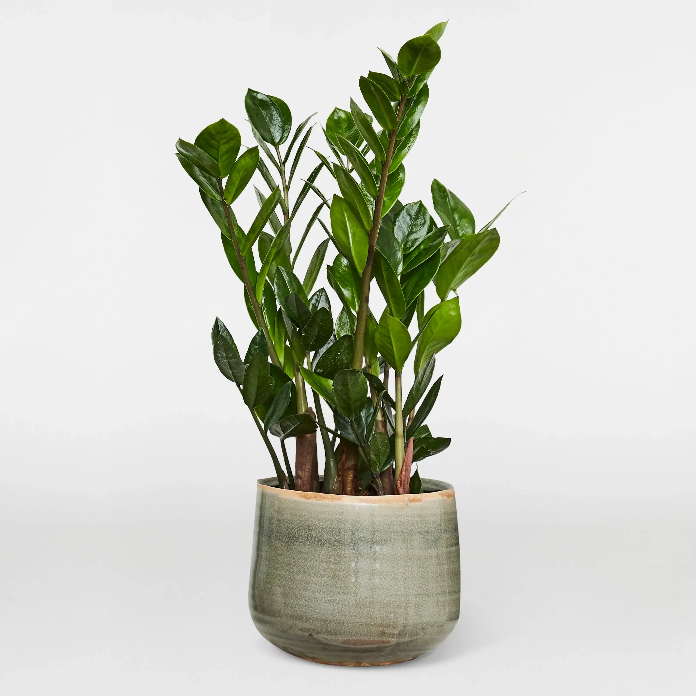 ZZ Plant (“Zamioculcas”)