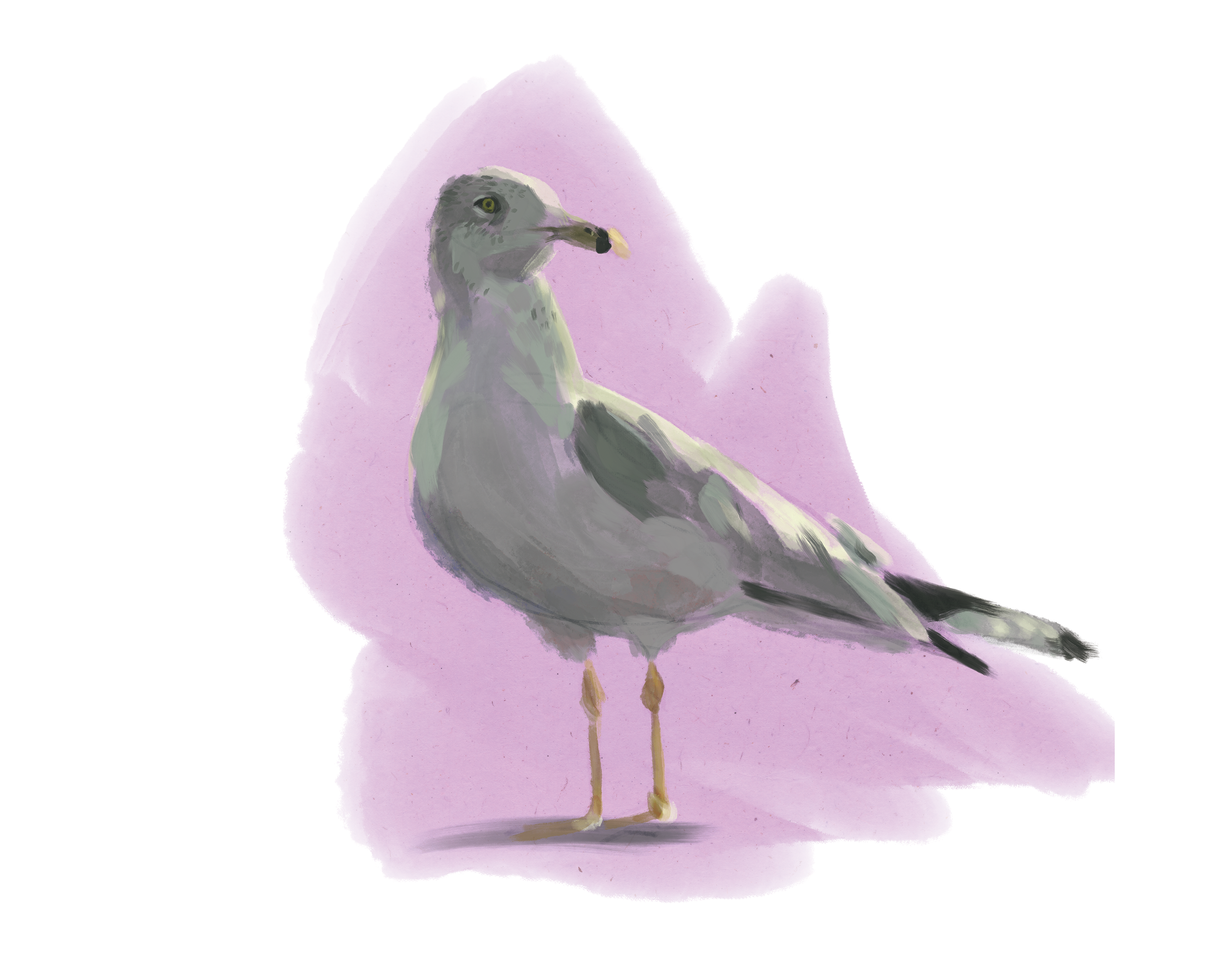 Print | Ring Billed Gull | 8"x10"