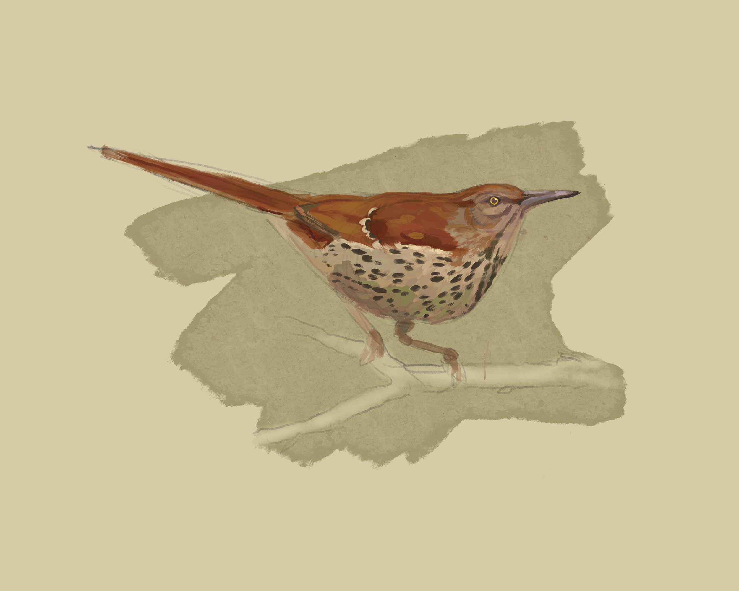 Print | Brown Thrasher | 8"x10"