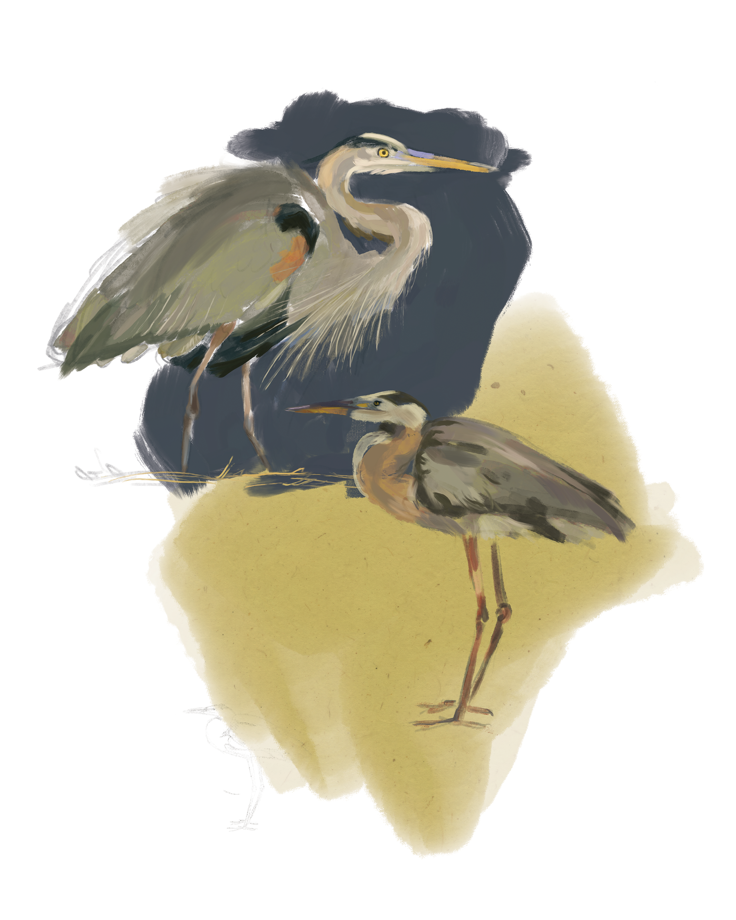Print | Great Blue Herons | 8"x10"