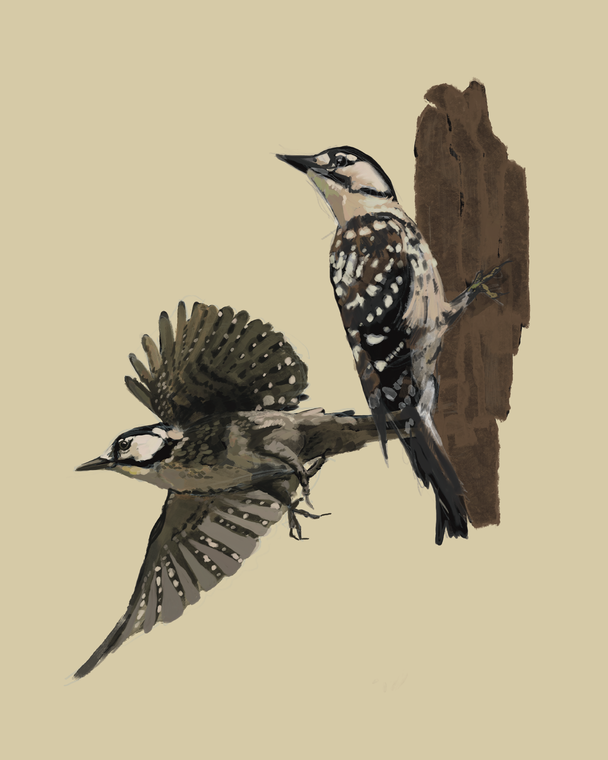 Print | Red Cockaded Woodpecker | 8"x10"