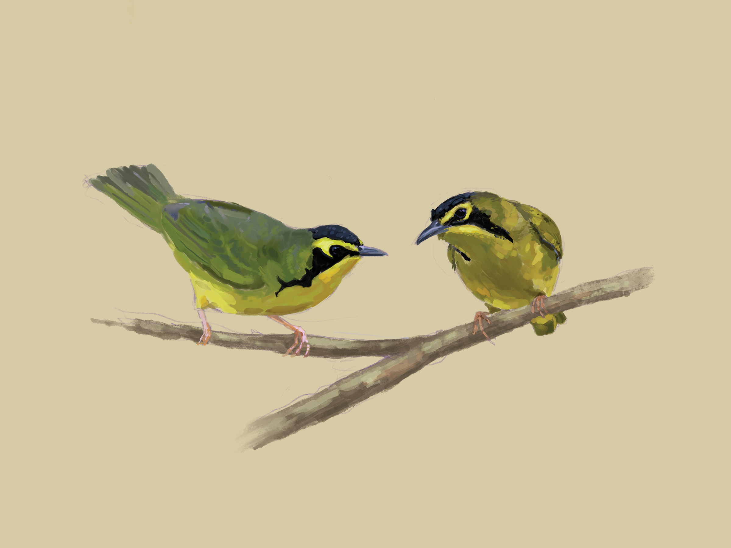 Print | Kentucky Warblers | 6"x8"