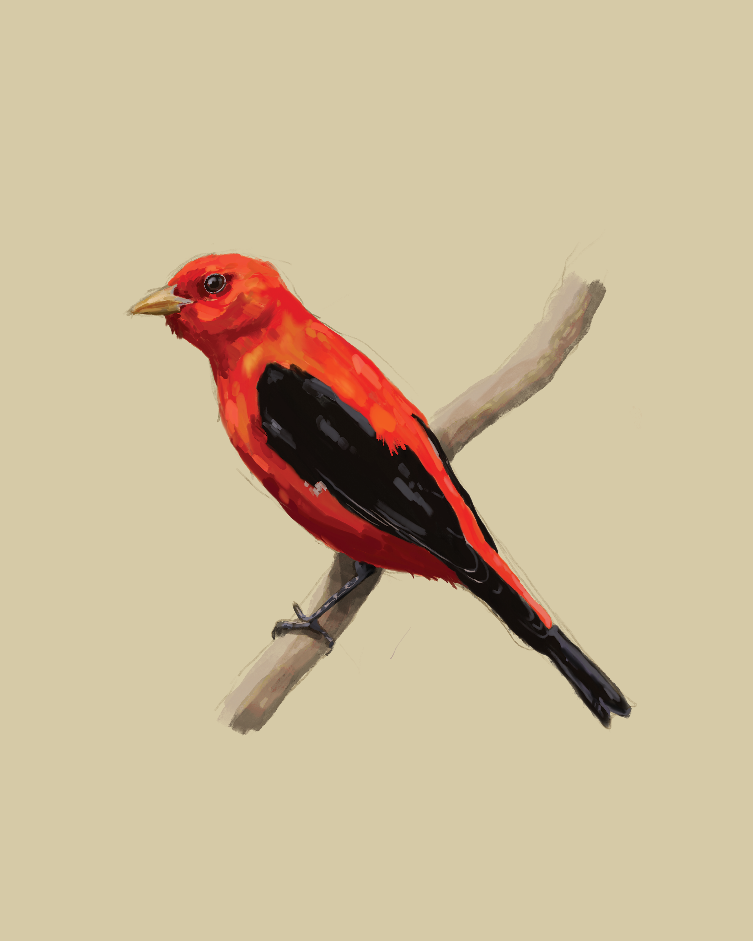 Print | Scarlet Tanager | 8"x10"