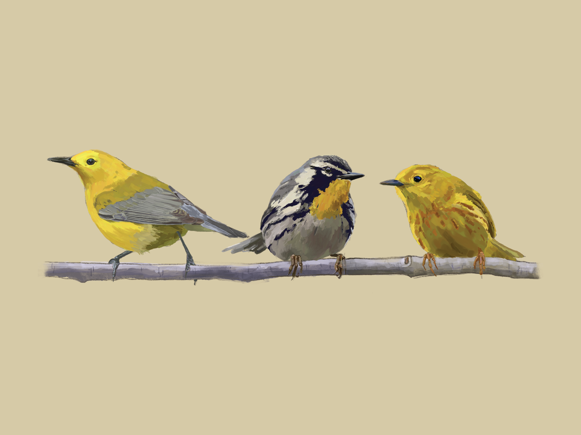 Print | Warbler Trio | 6"x8"