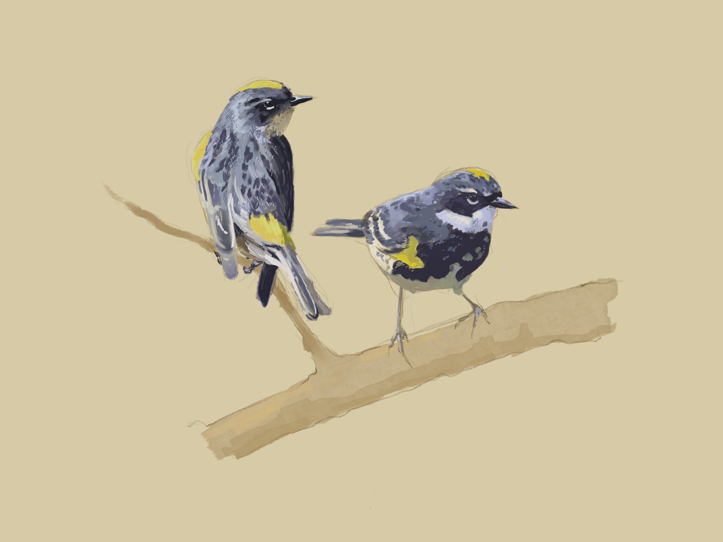 Print | Yellow Rumped Warblers | 6"x8"