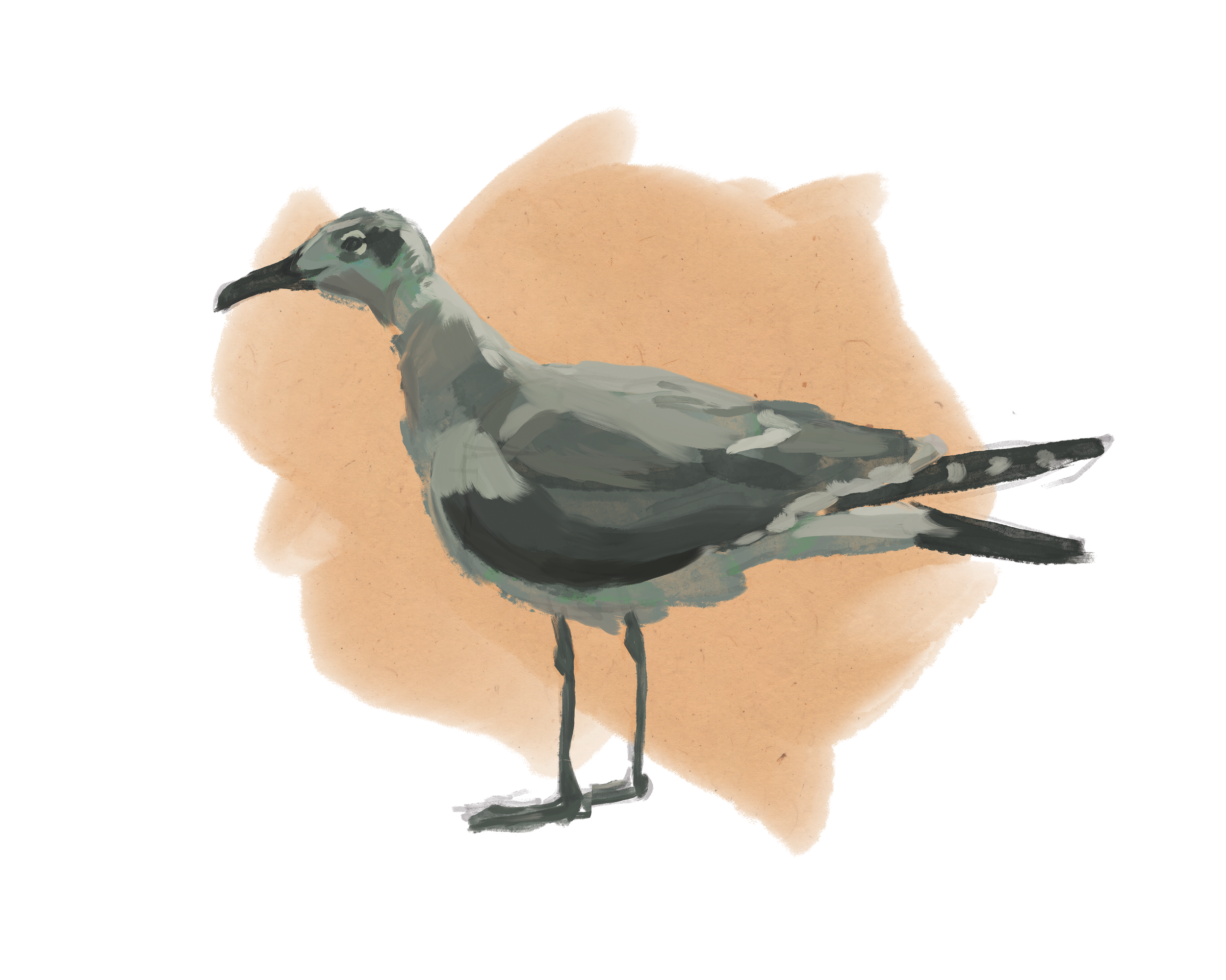 Print | Laughing Gull | 8"x10"