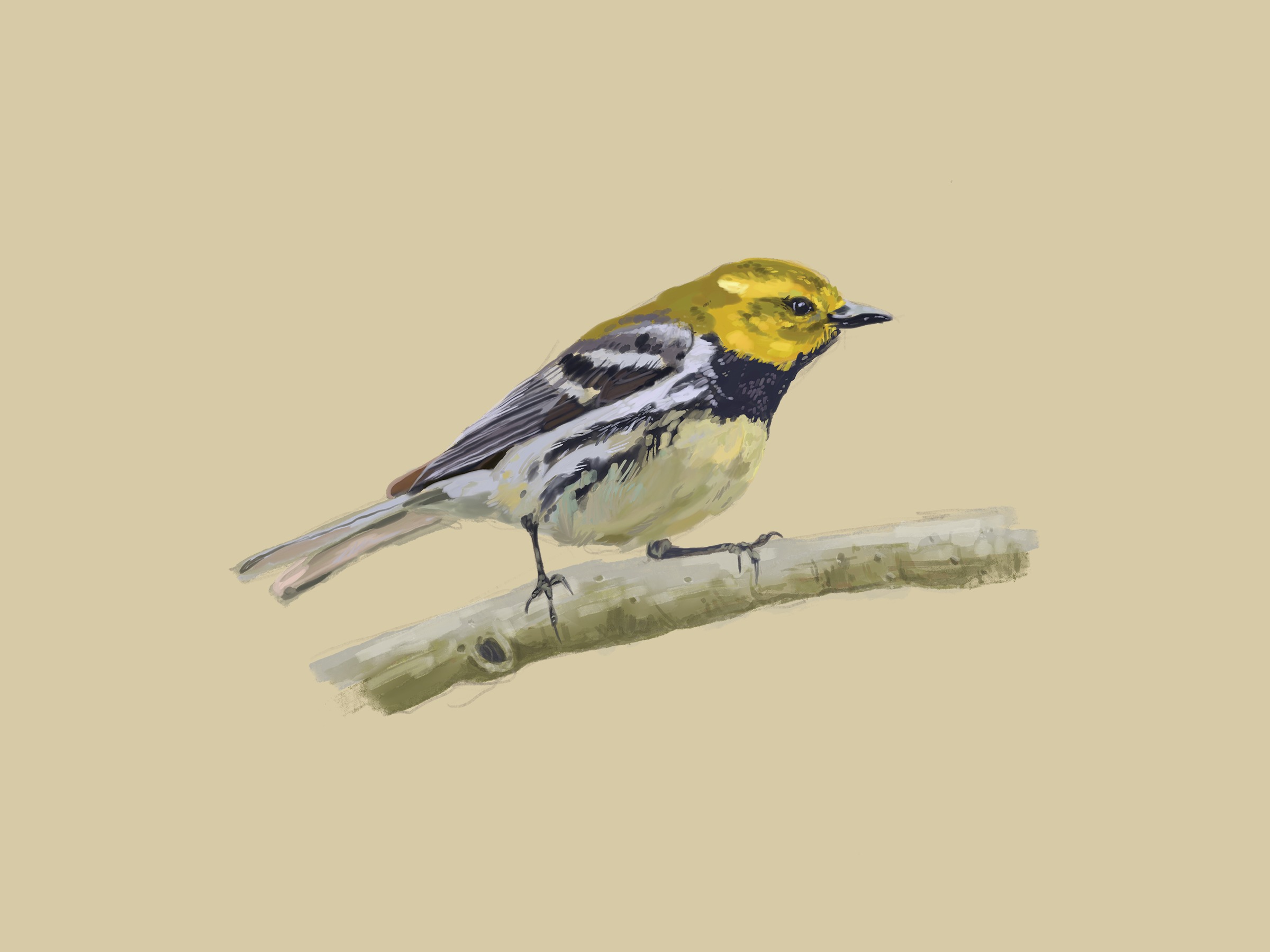 Print | Black Throated Green Warbler | 6"x8"