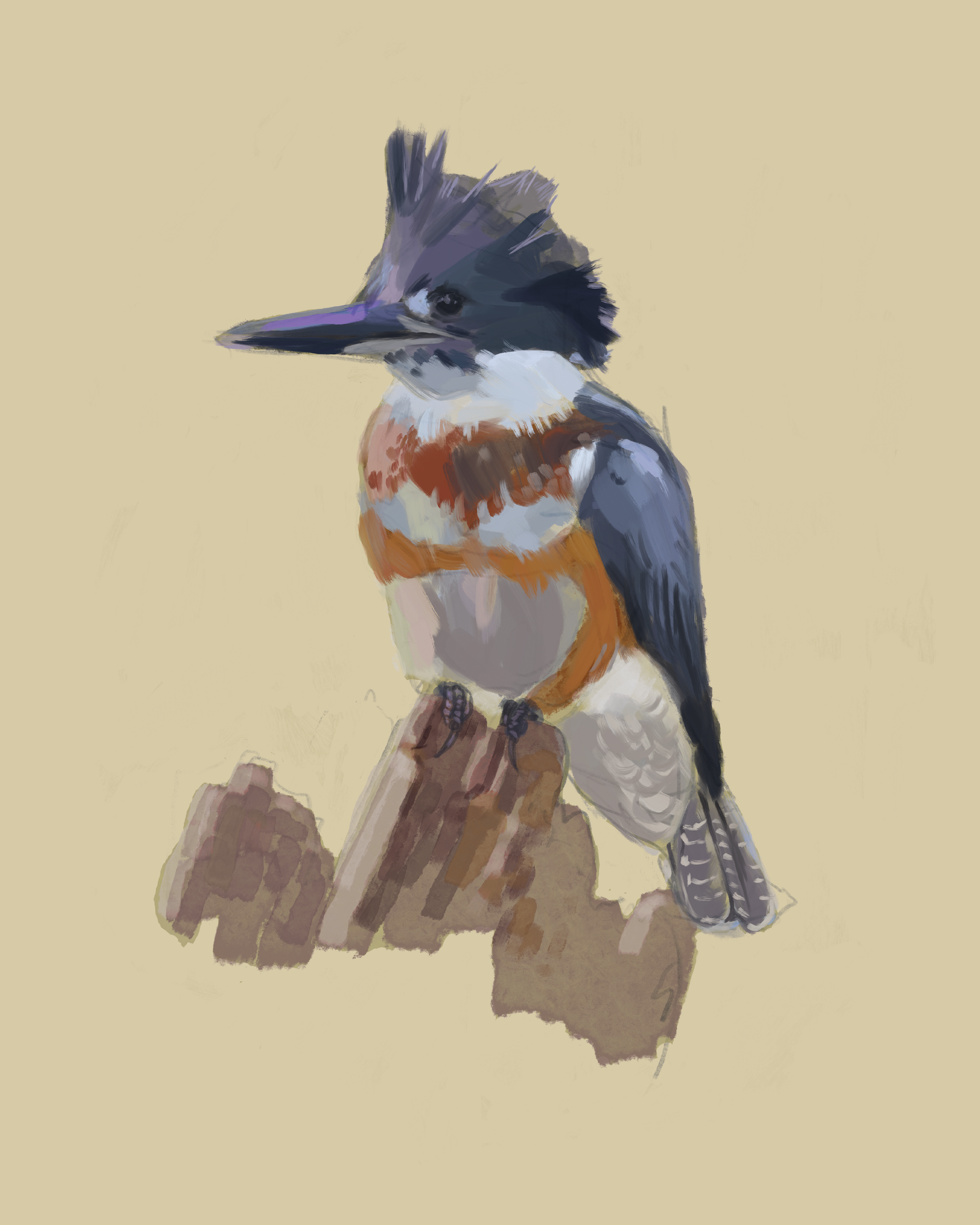 Print | Belted Kingfisher | 8"x10"