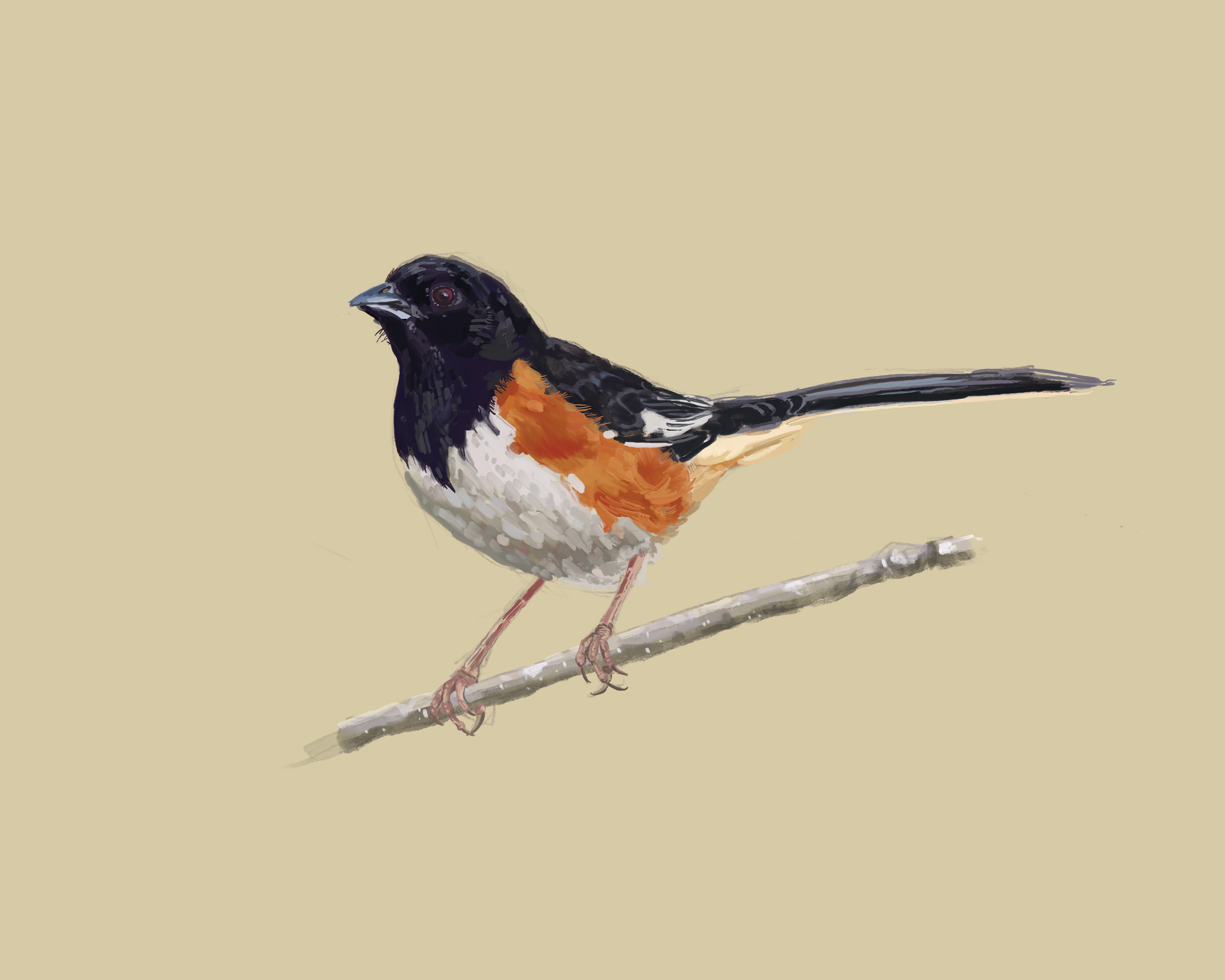 Print | Eastern Towhee | 8"x10"