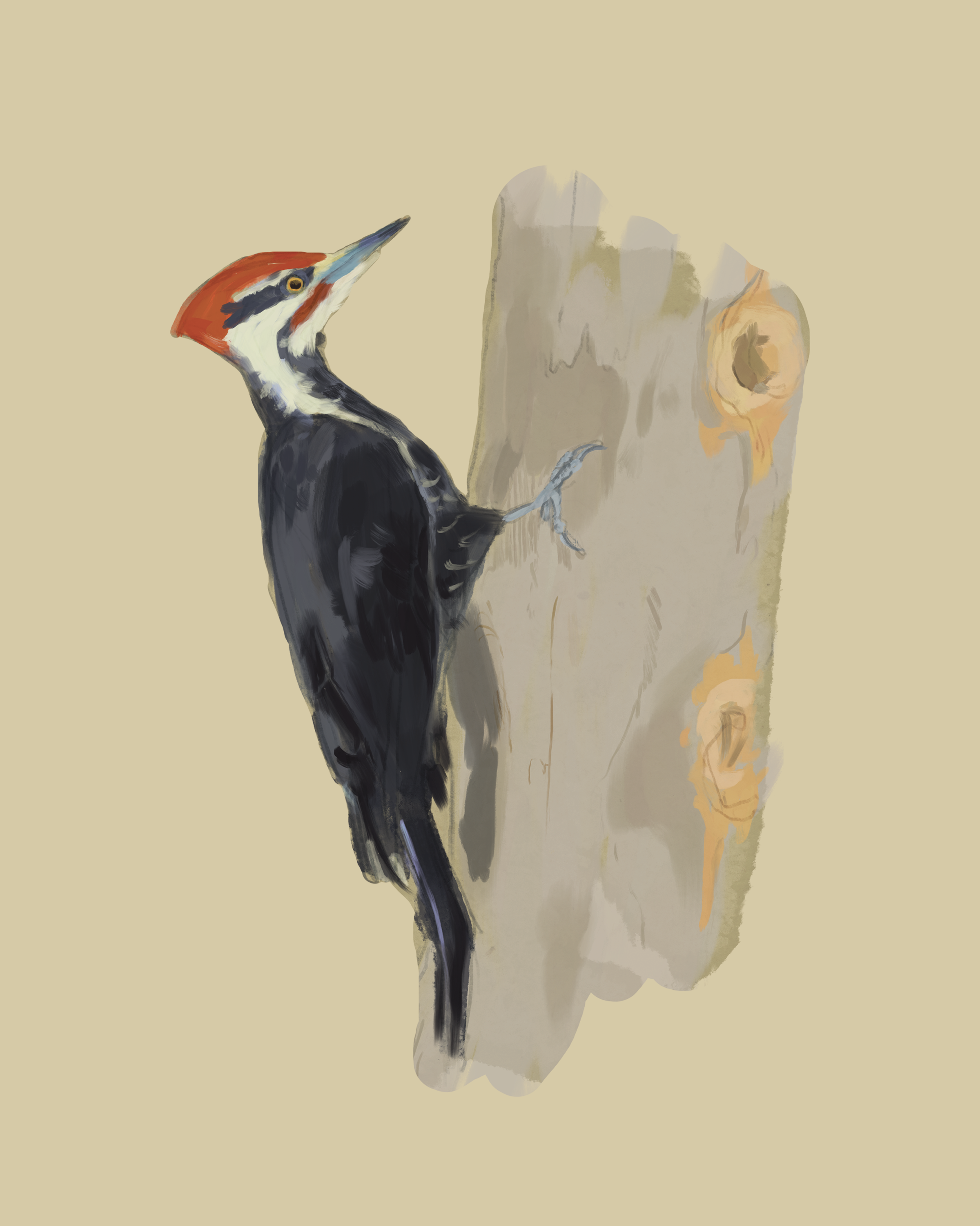 Print | Pileated Woodpecker | 8"x10"