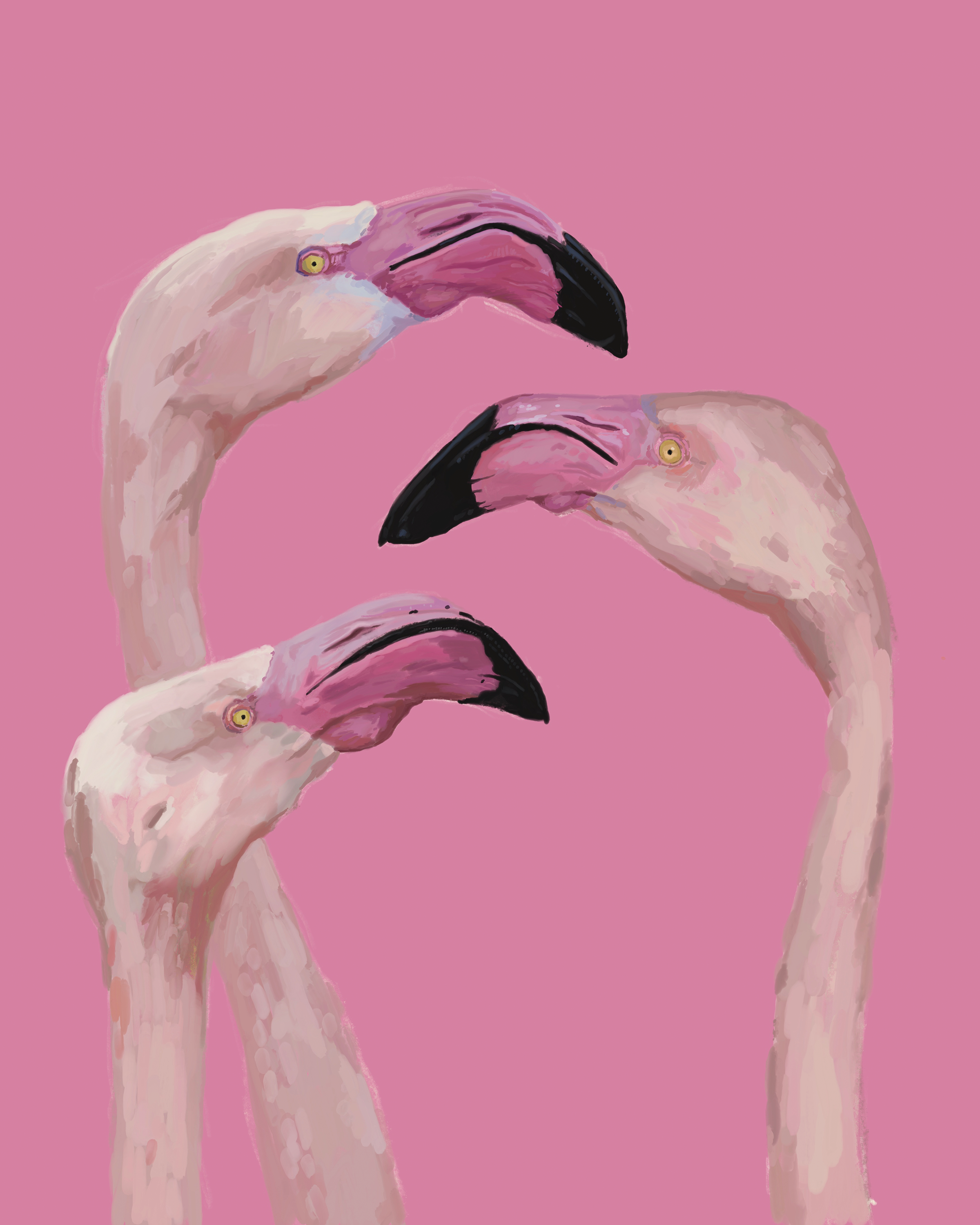 Print | Greater Flamingos | 8"x10"