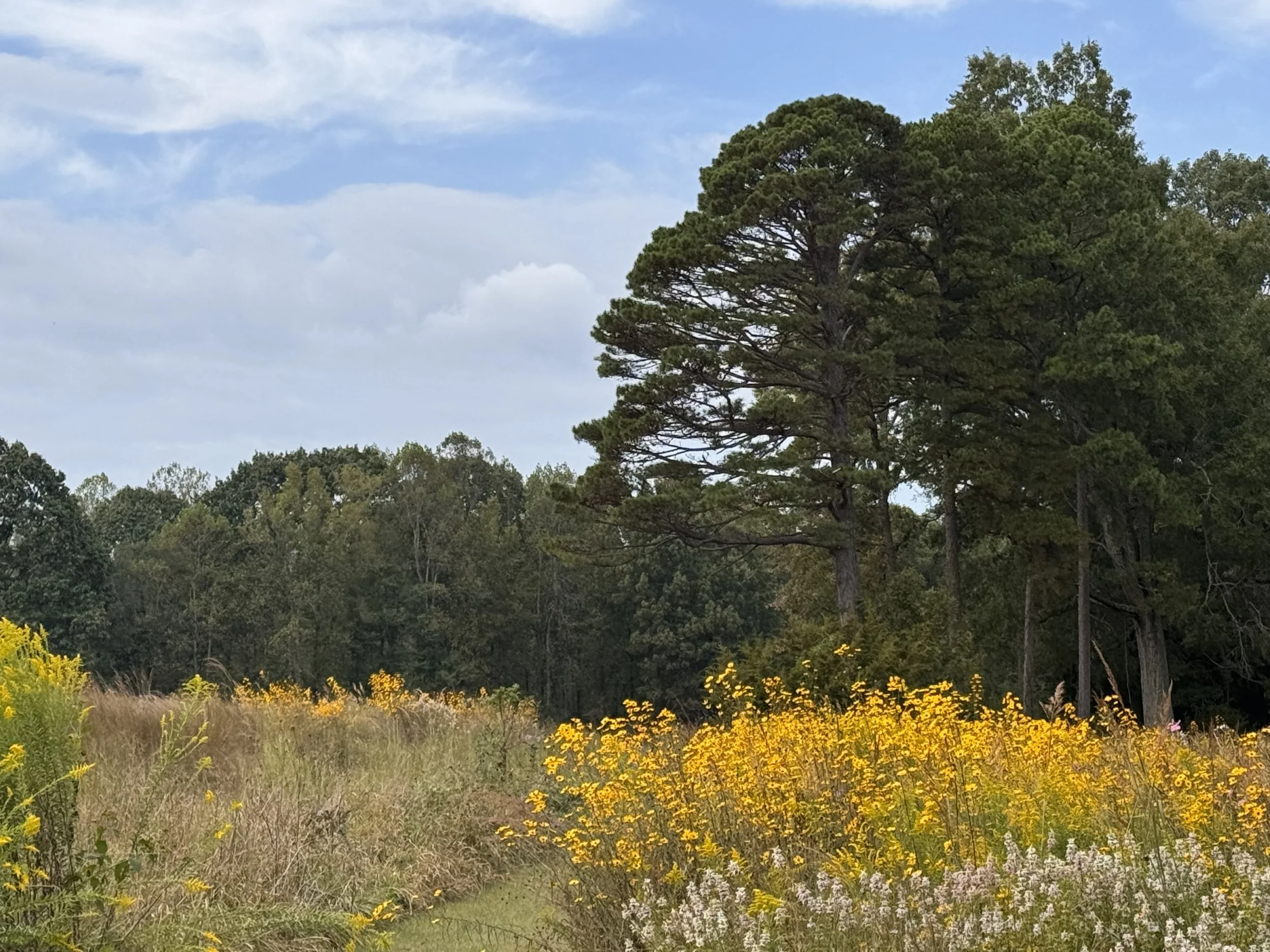 A photograph of a field of yellow and white flowers in front of a large pine tree. It's a sunny warm day in the fall
