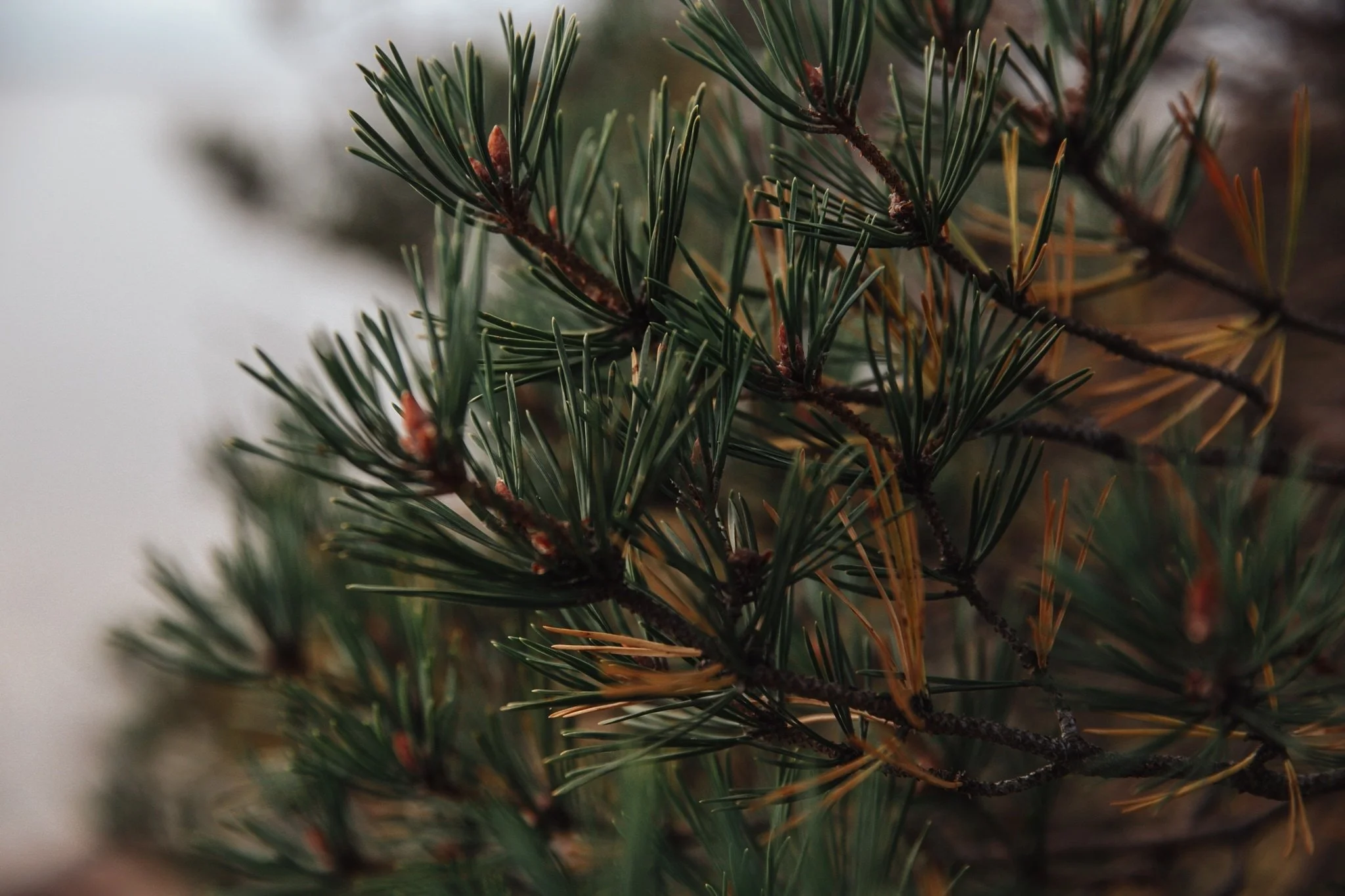 Close-up of Nordic pine branches with green and brown needles, capturing the quiet exclusivity of Finnish forests surrounding the private lakeside estate.