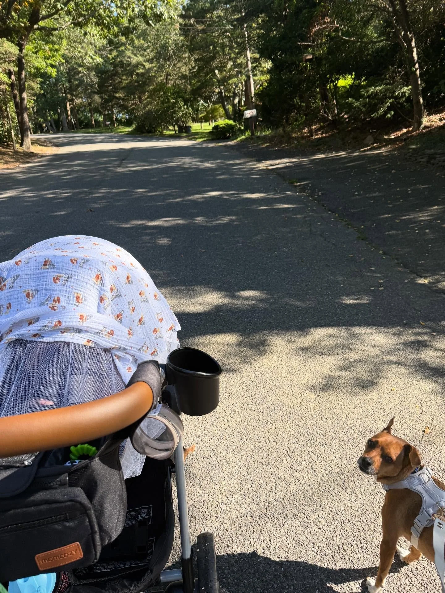 Happy Friday ✨! Getting our exercise in my fave way 💪🏼😏🌿 a good old neighborhood walk. Where we live has a lot of hills and gets my heart rate up to 170 😅 I also add ankle weights on top of pulling the dog and pushing the stroller - so we got ca