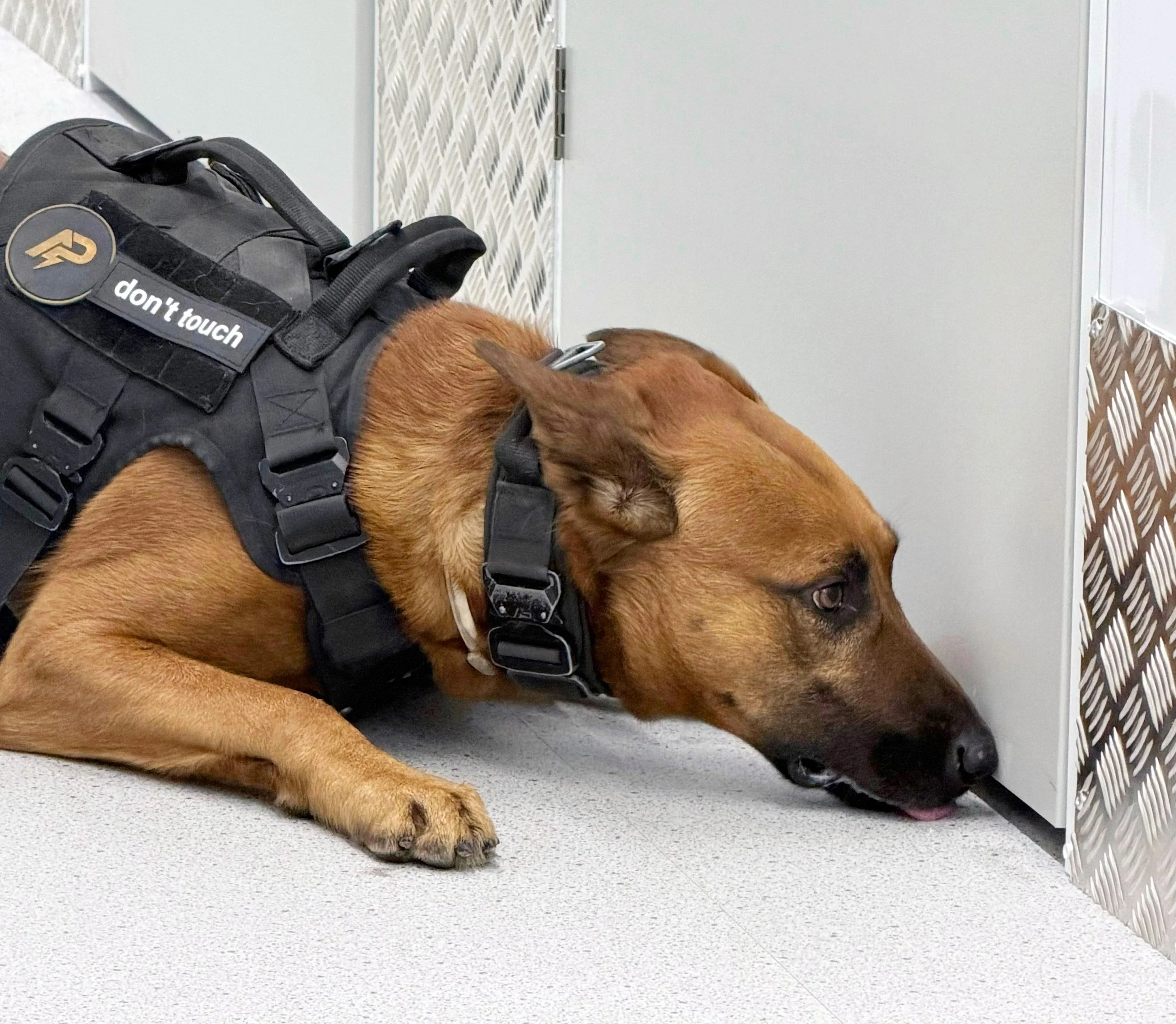De Opslagkoning snuffelhonden 08 bewerkt.jpg