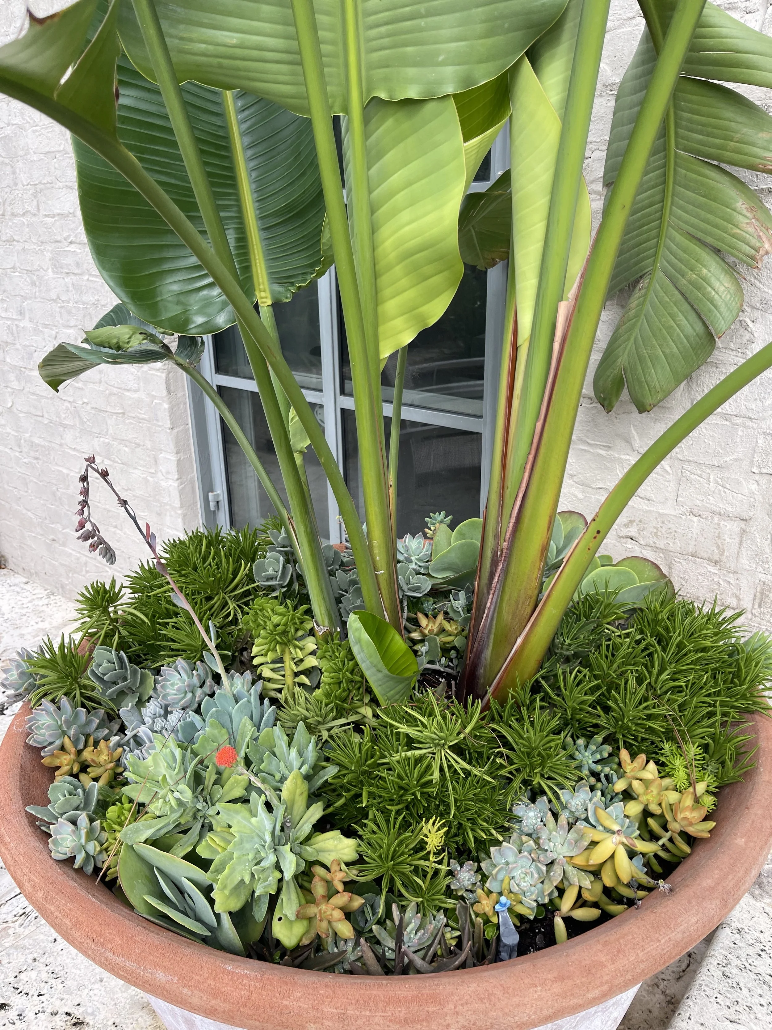 A terracotta pot containing a variety of lush green plants, including large bird of paradise and smaller succulents, placed outdoors against a brick wall.
