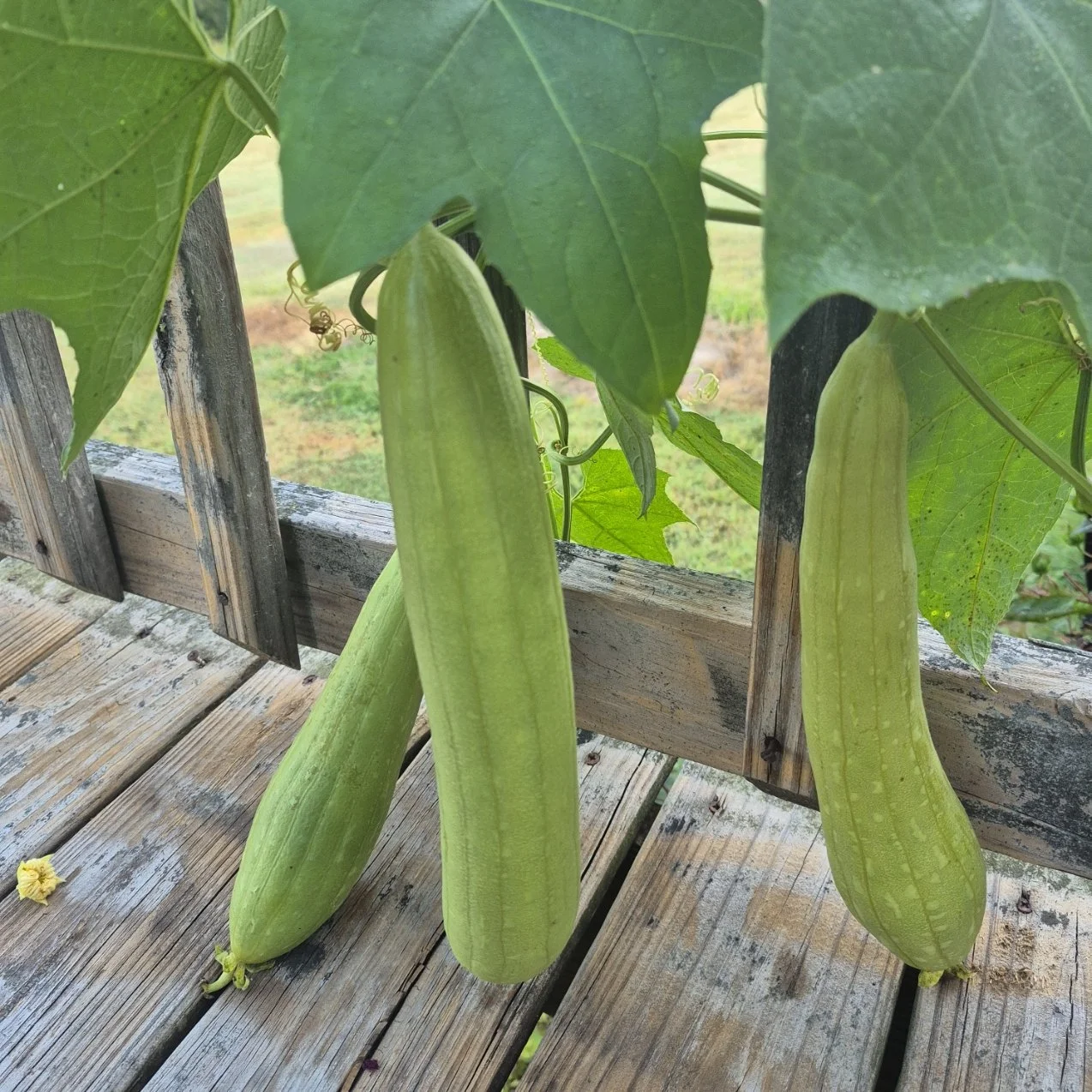 Three green squash hanging from a vine with large green leaves, growing over a weathered wooden garden fence.