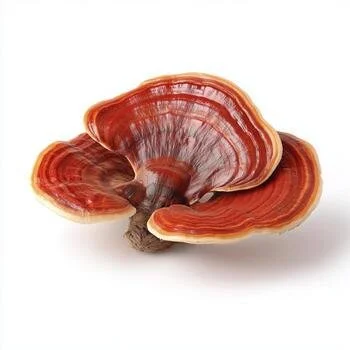 reishi-mushroom-displayed-against-a-plain-white-background-photo.jpg