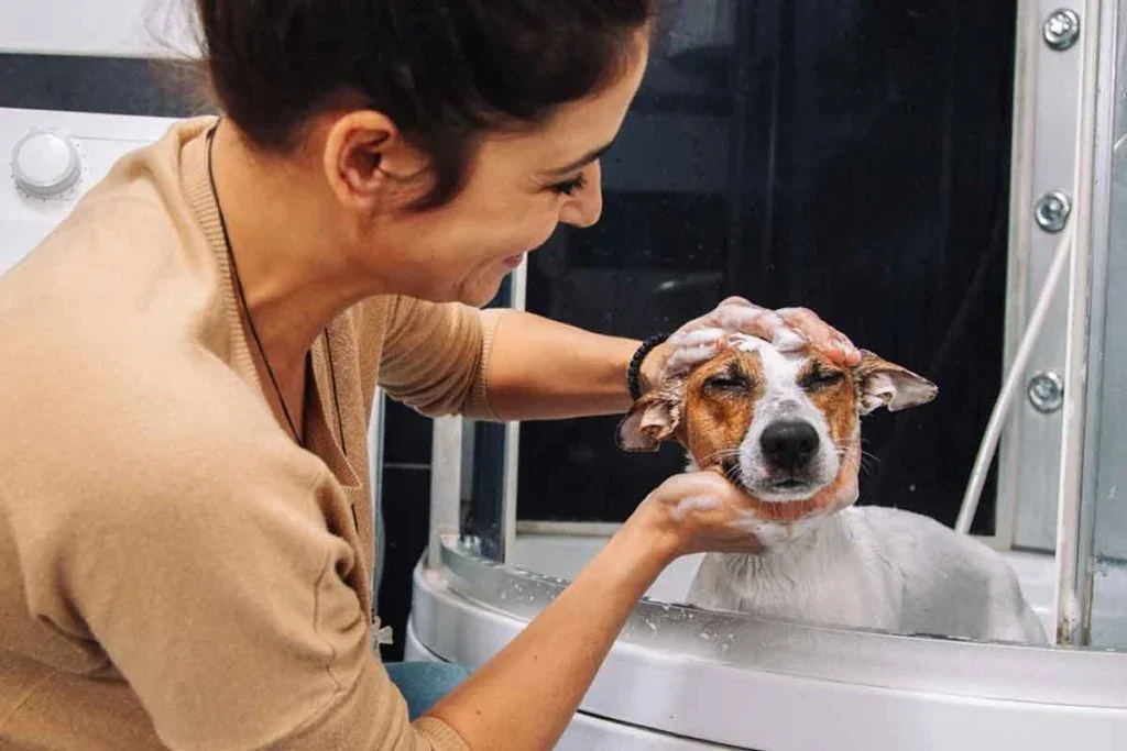 ev-blog-dogbathing-header-1024x683.webp