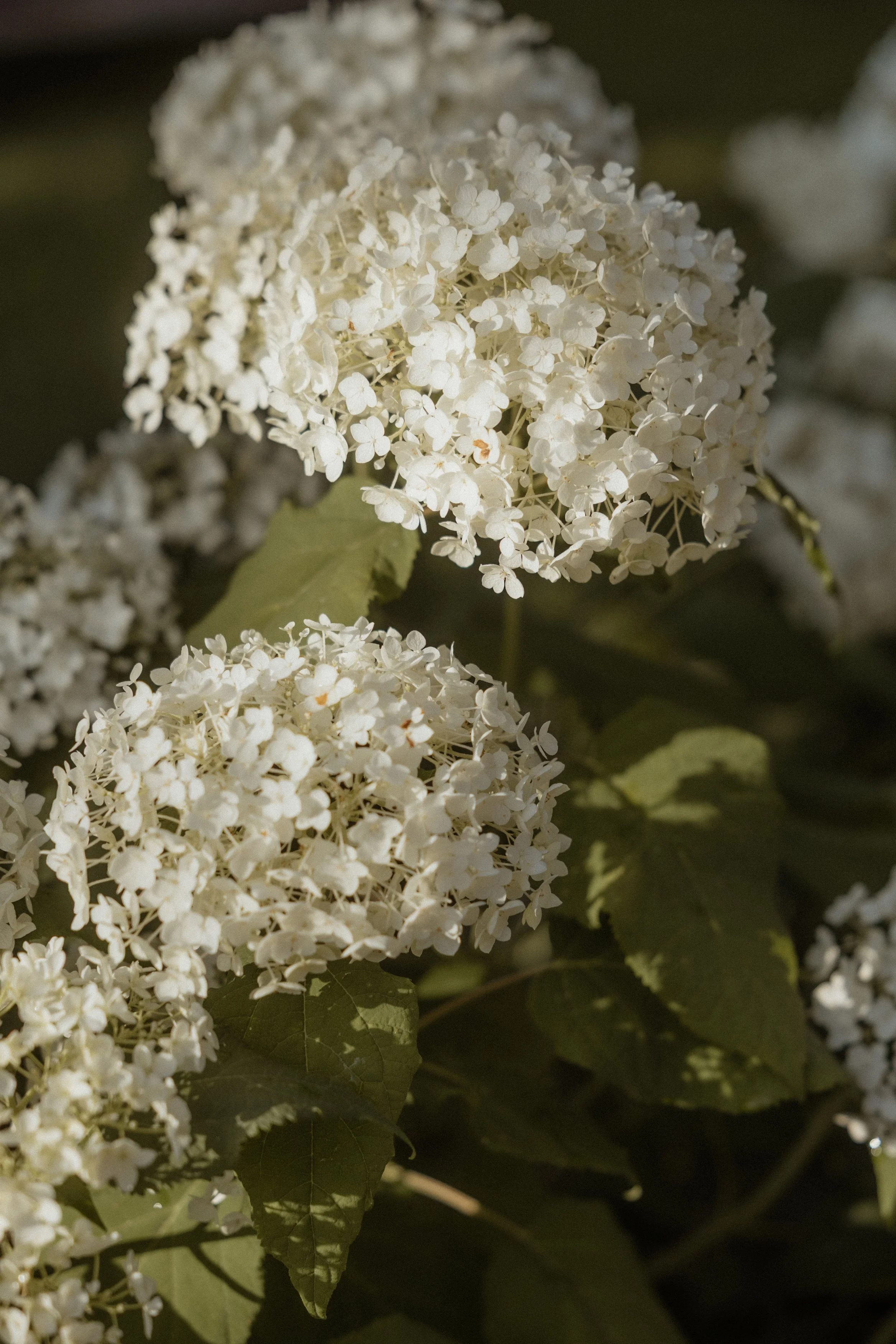 Sandi und Thomi_August 2025-1016.jpg