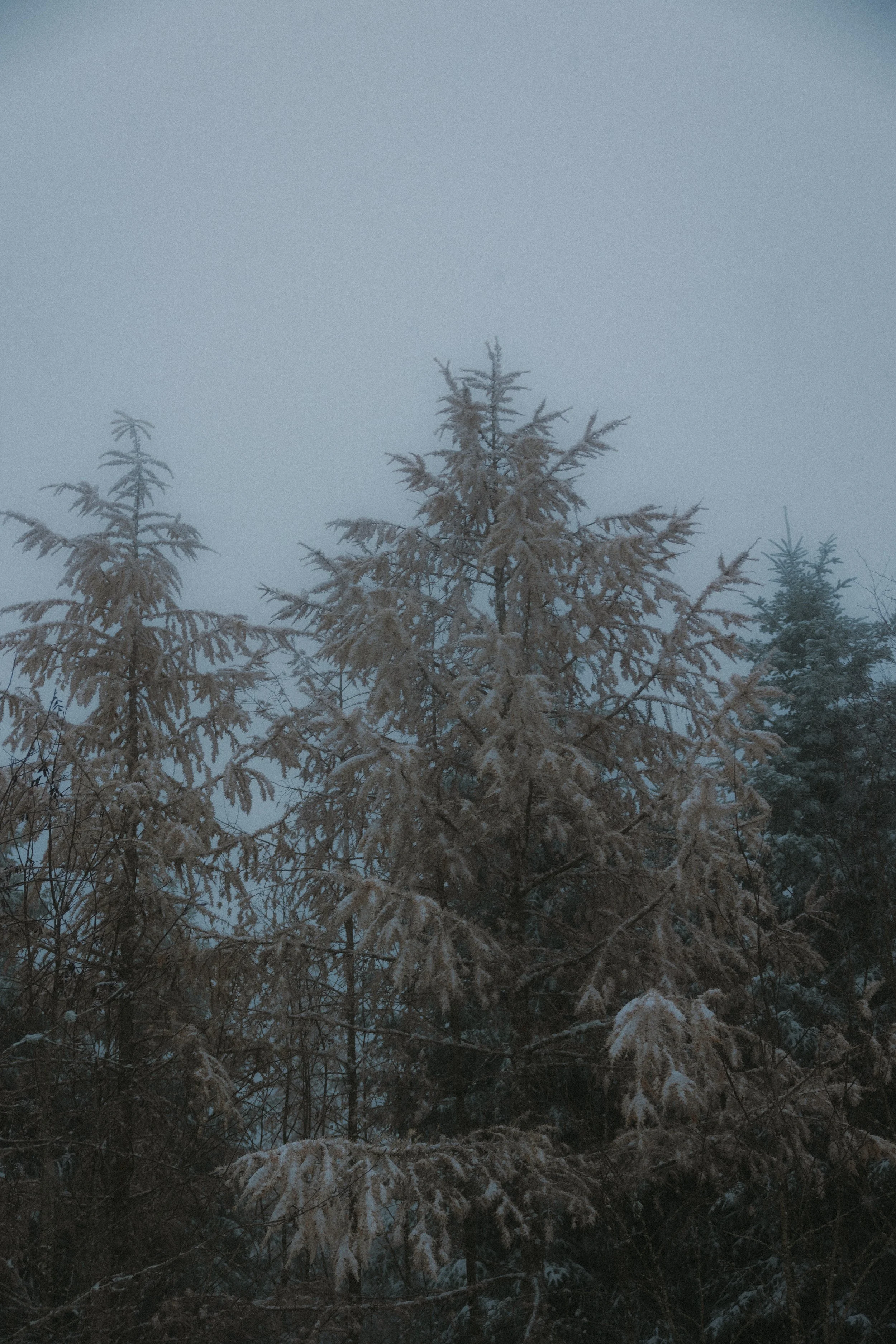 Schneebedeuchte Bäume in einem Nebelwald während des Winters.