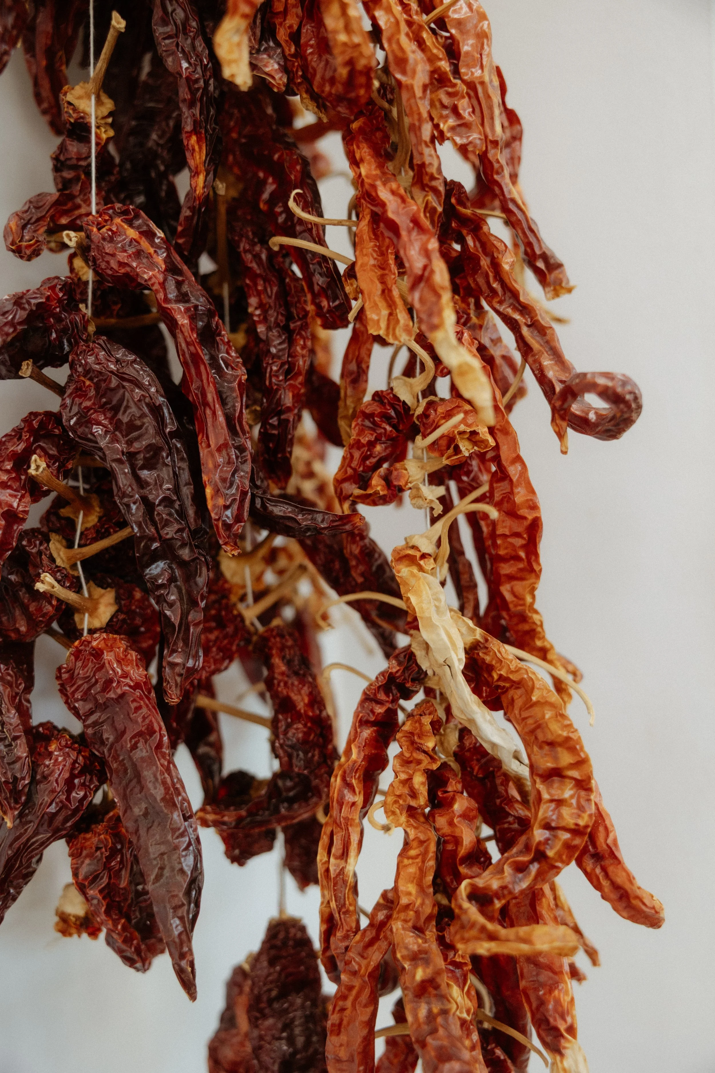 Getrocknete Chili-Schoten in verschiedenen Farben hängen zum Trocknen an Schnüren in der Eventschneiderei, Rottweil.