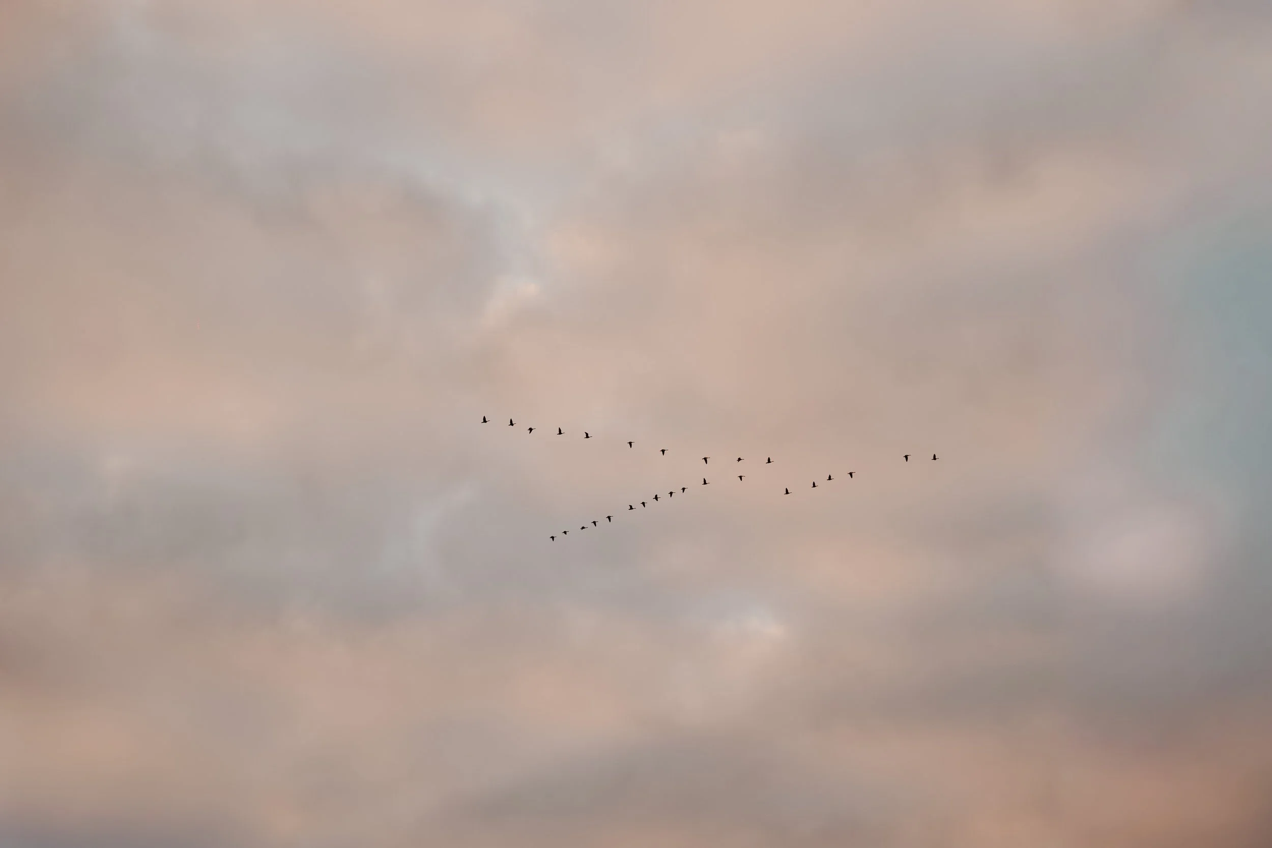 Vogelschwarm fliegt am Himmel mit bewölkter Himmel in Pastellfarben.