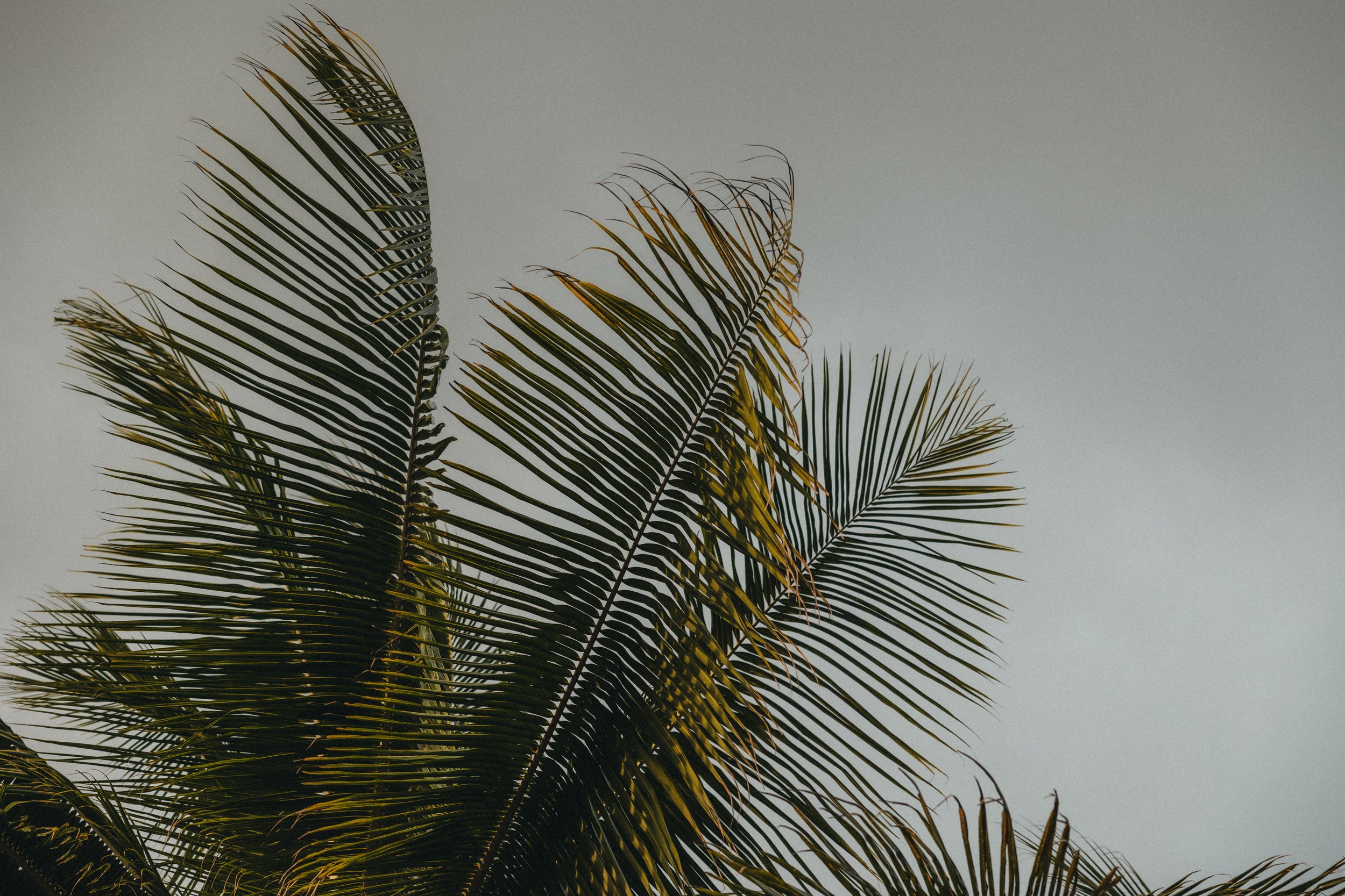 Nahaufnahme von Palmenblättern gegen den Himmel