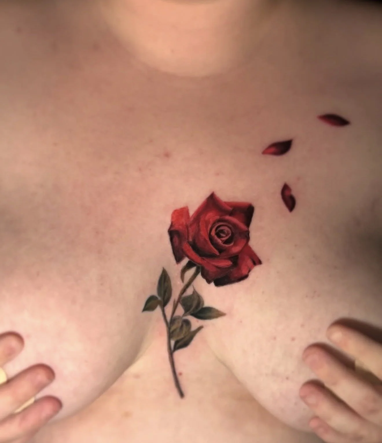A tattoo of a red rose on a person's chest with three rose petals above it and one below, surrounded by hands touching the skin.