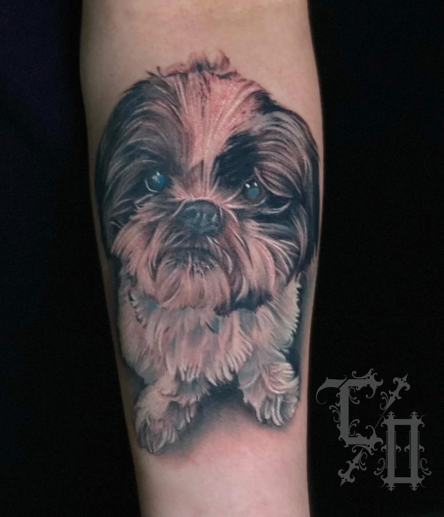 Tattoo of a realistic portrait of a small dog with long fur, looking forward with expressive eyes.