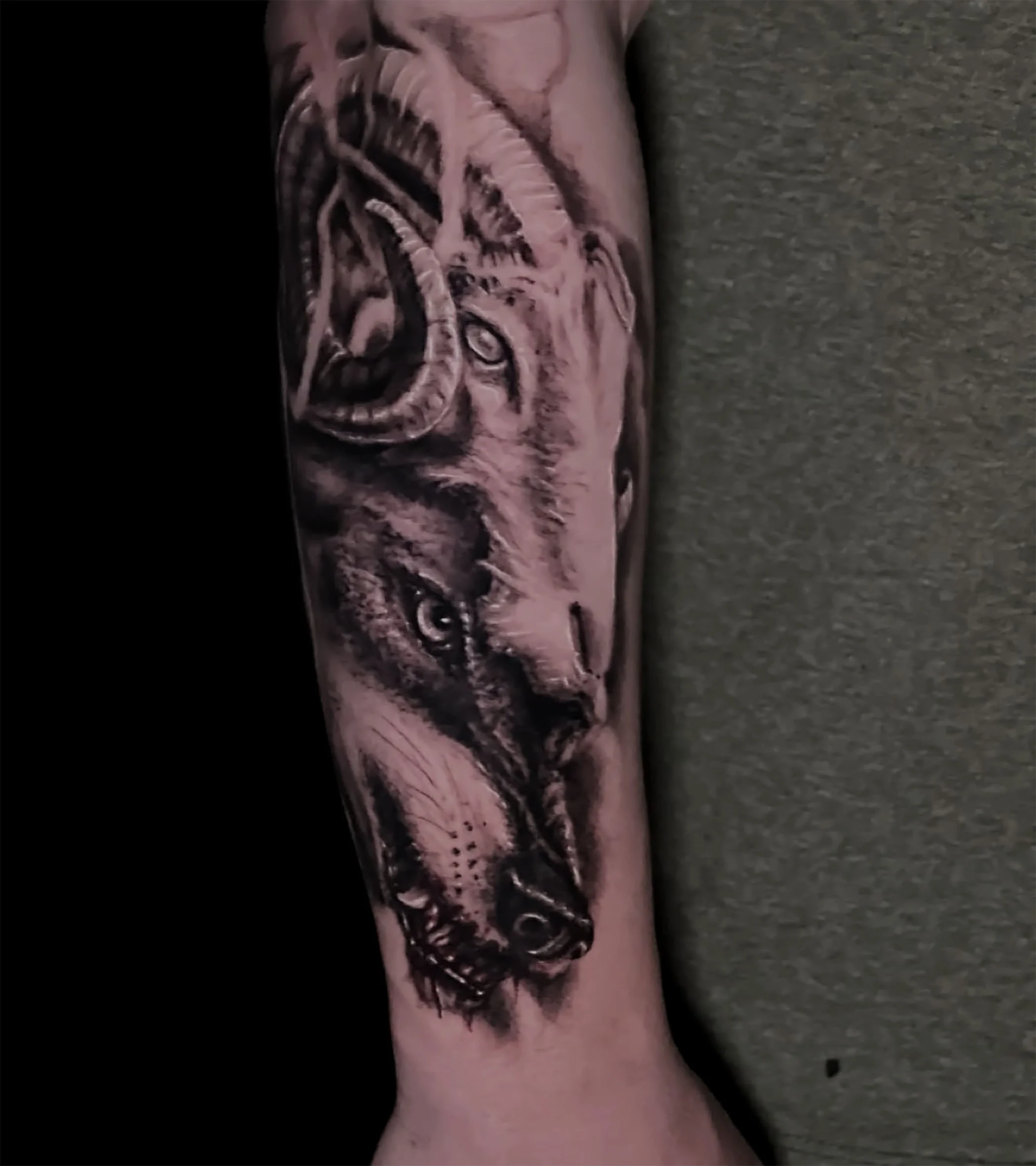 Close-up of a detailed tattoo of a roaring tiger on a person's arm.