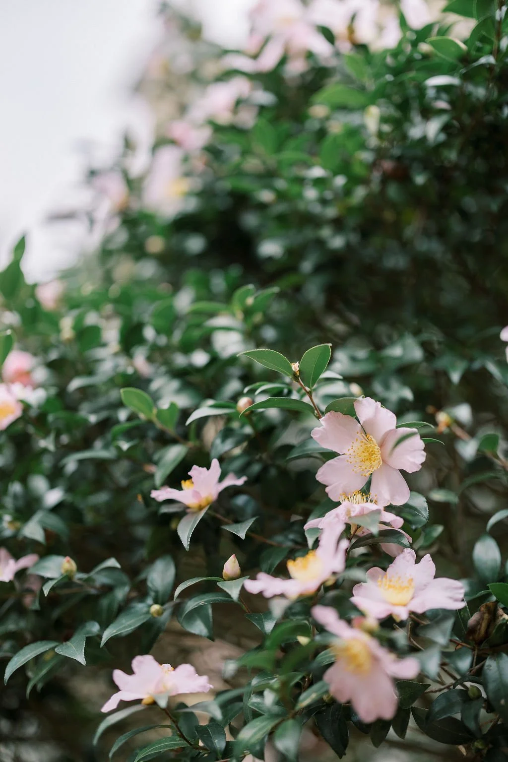 Pink camellia flowers on green leafy shrub.