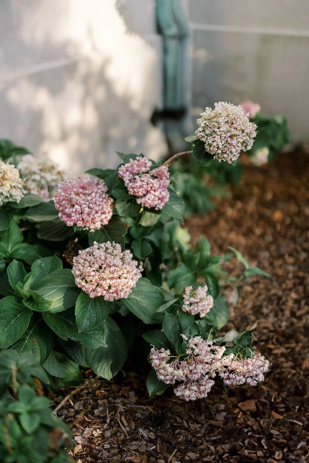 Pink and white hydrangea flowers growing along a mulched garden bed, with a blurred background.