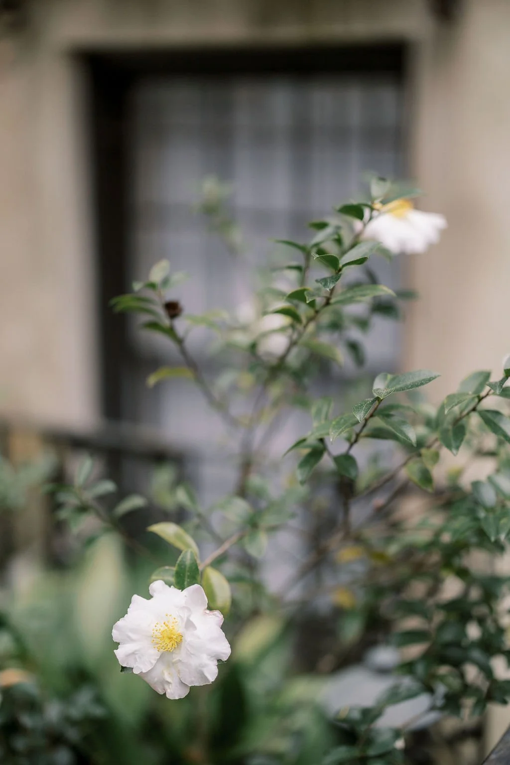 A white flower with yellow stamens in front of a window with curtains, surrounded by green leaves.