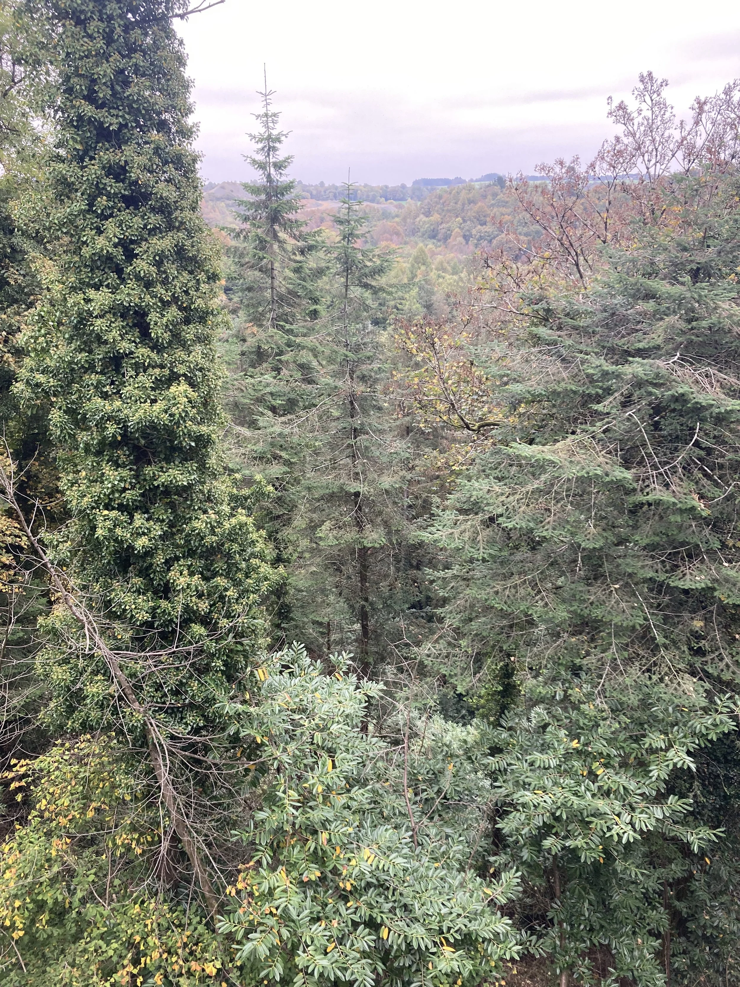 Ariel photo above Avondale Forest Wicklow Ireland