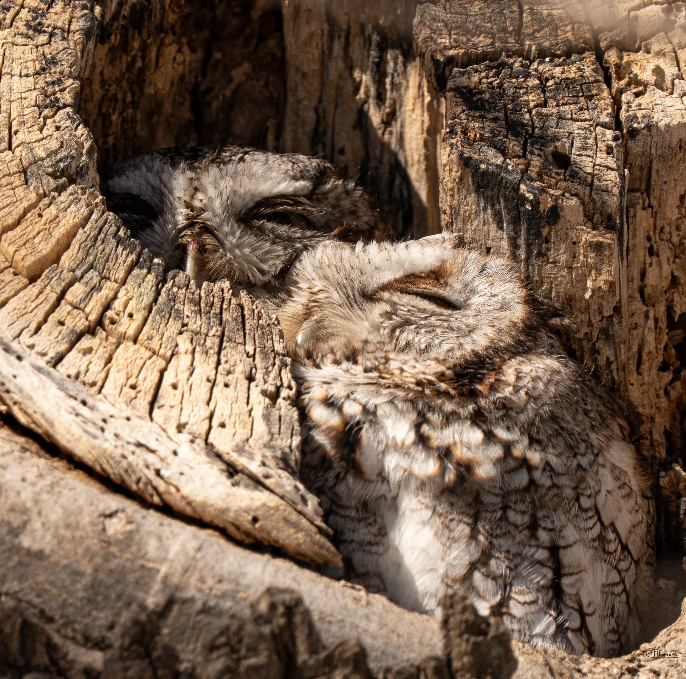 pair of  screech owls.jpg
