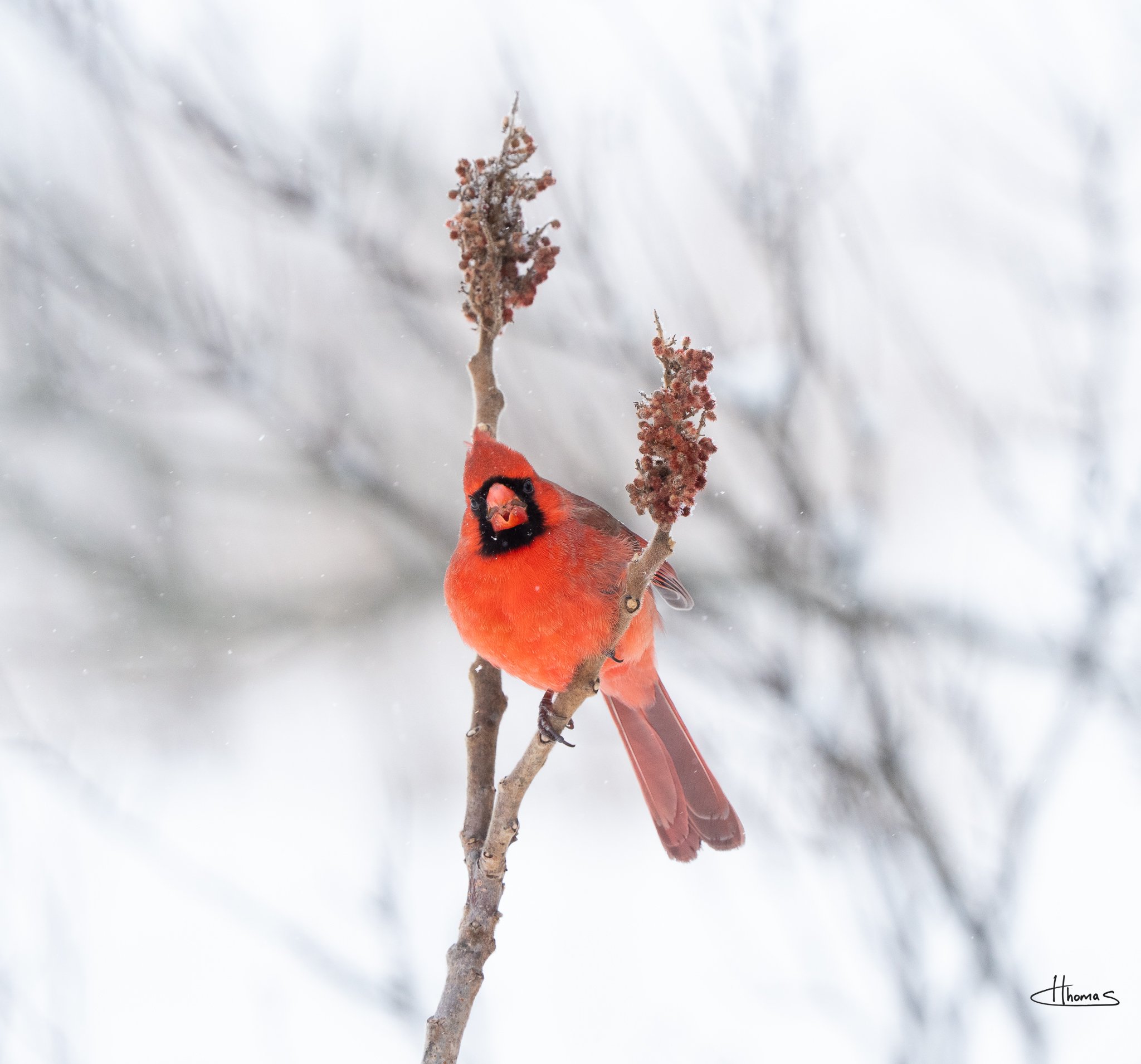 Snowy Cardinal