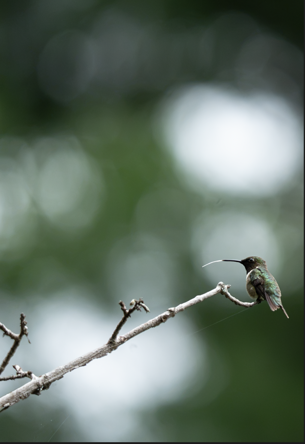 Hummingbird sticking tongue out! aka rice noodle