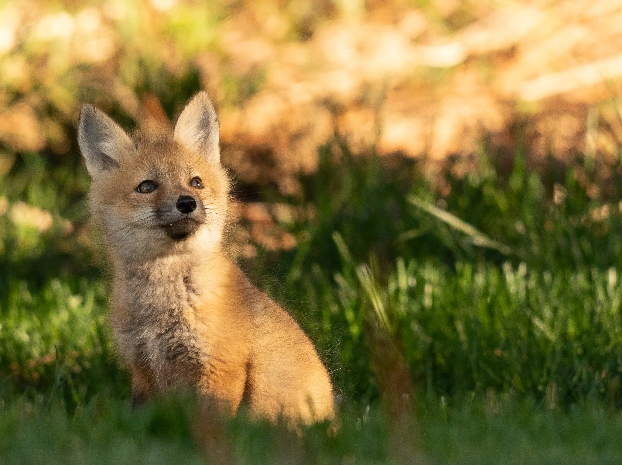 fox pup-1.jpg