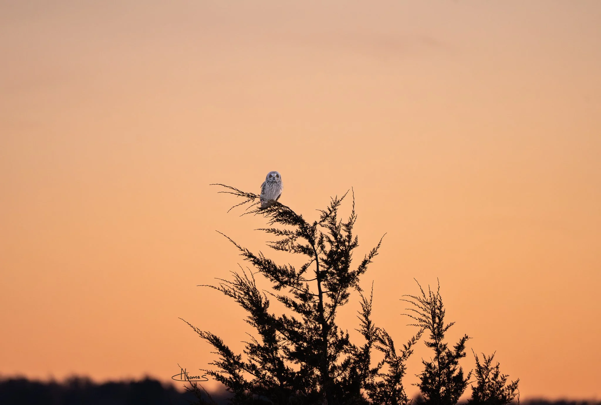 Short Eared Owl at Sunset