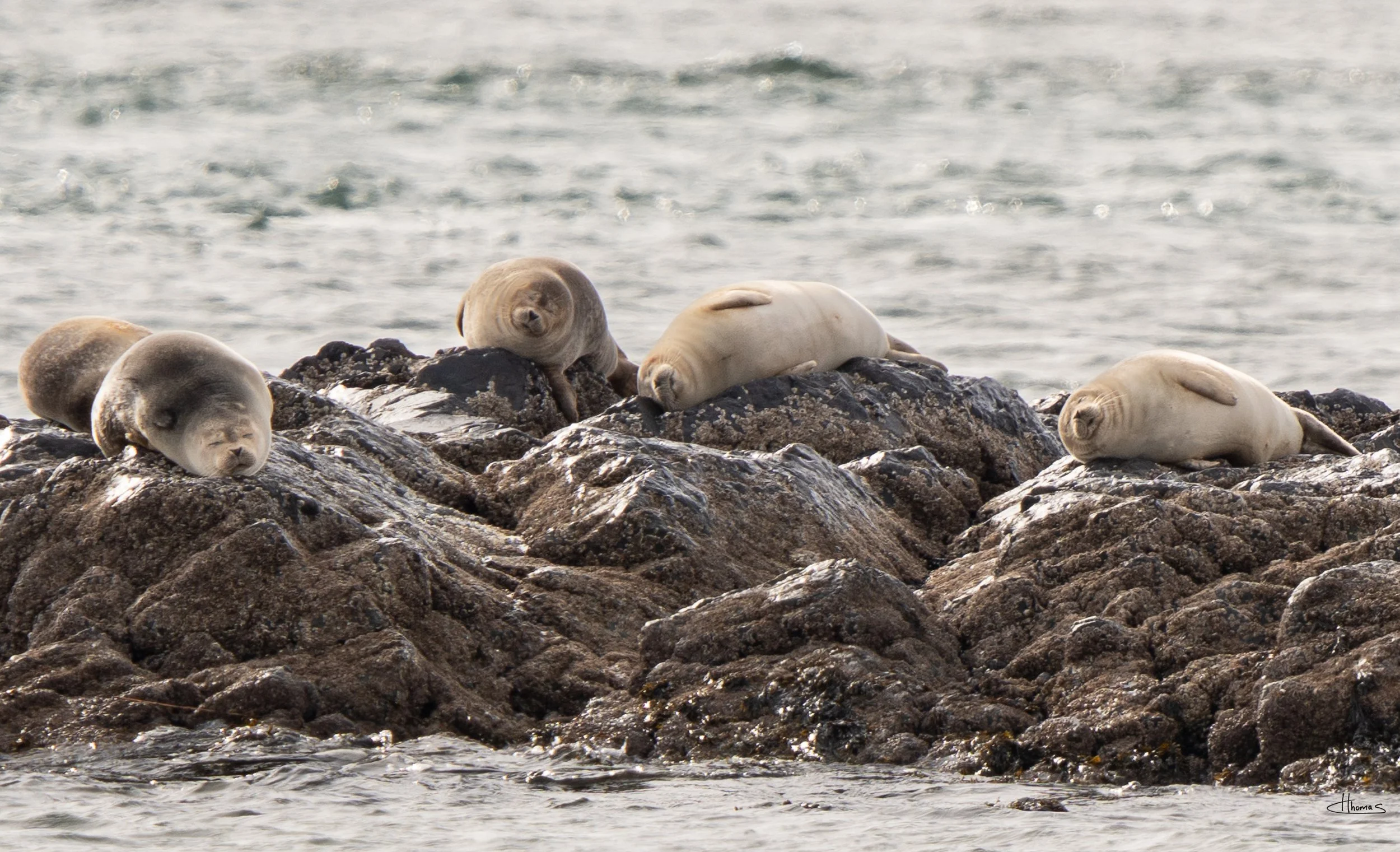 sleepy seals .jpg